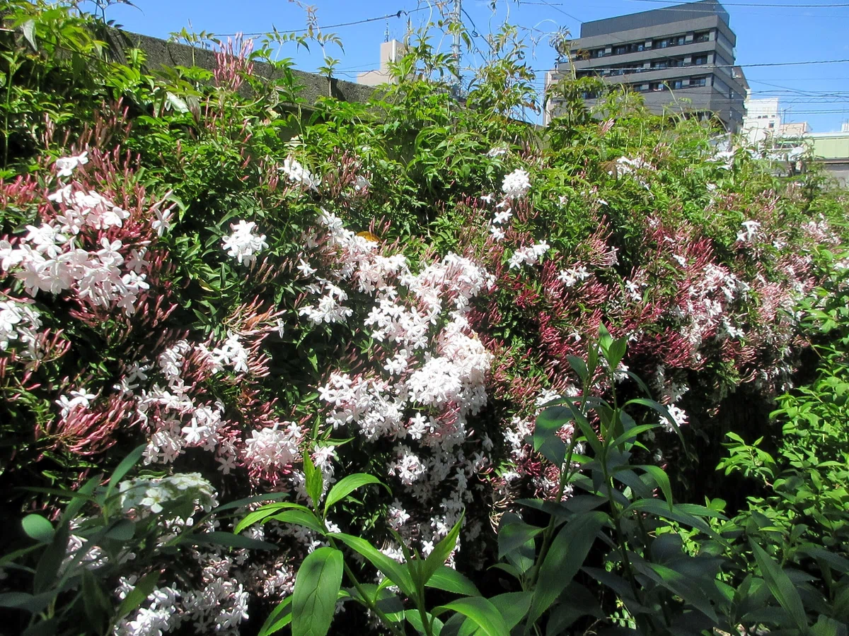 [Essay] Making Jasmine Tea with Garden Star Jasmine｜川村学園女子大学国際英語学科【公式】