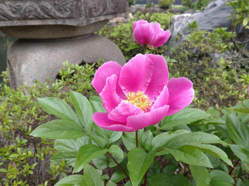 GW最終日、近所の神社に着くと、美しいシャクヤクが咲いていた。花弁の美しさに、しばしみとれる。