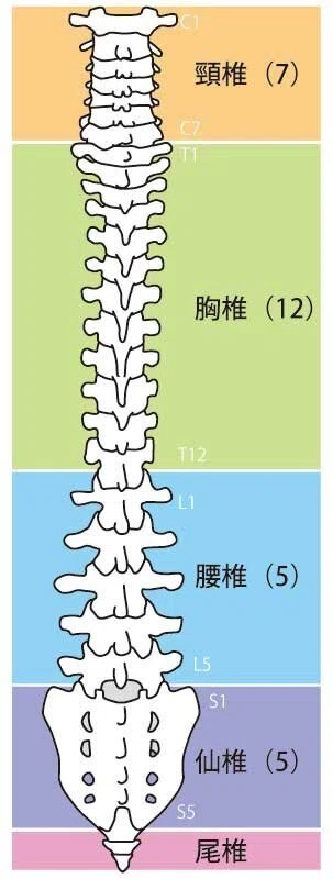 背骨を動かせば、9割の痛みがとれる理由｜黒田雄太【施術院パフォーマンスラボ】長崎市役所新庁舎から徒歩5分