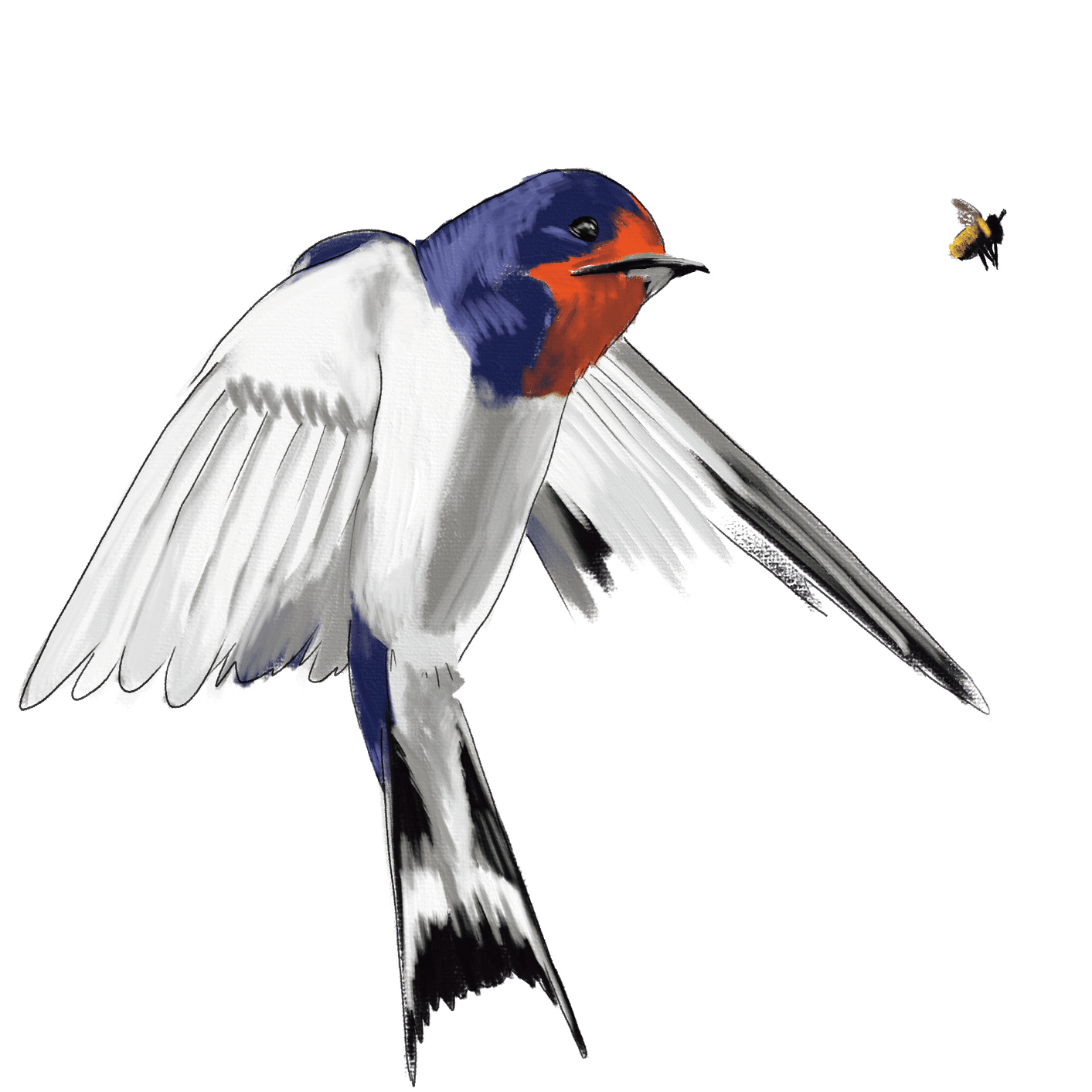 身近な鳥の「へぇ〜」がいっぱい！ 『エナガの重さはワンコイン 身近な