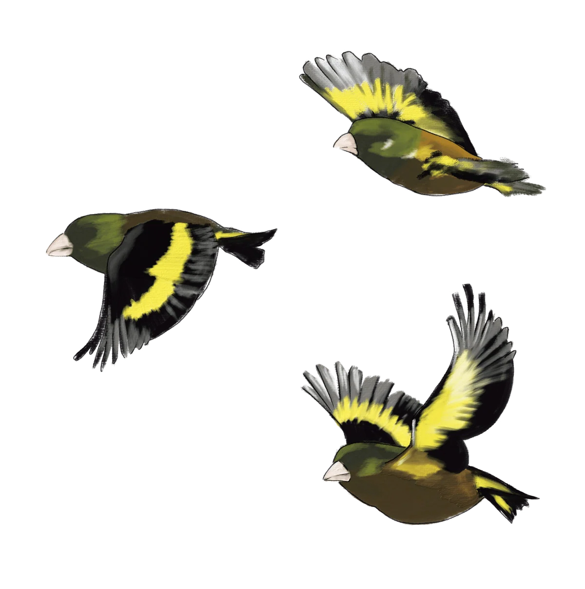 身近な鳥の「へぇ〜」がいっぱい！ 『エナガの重さはワンコイン 身近な