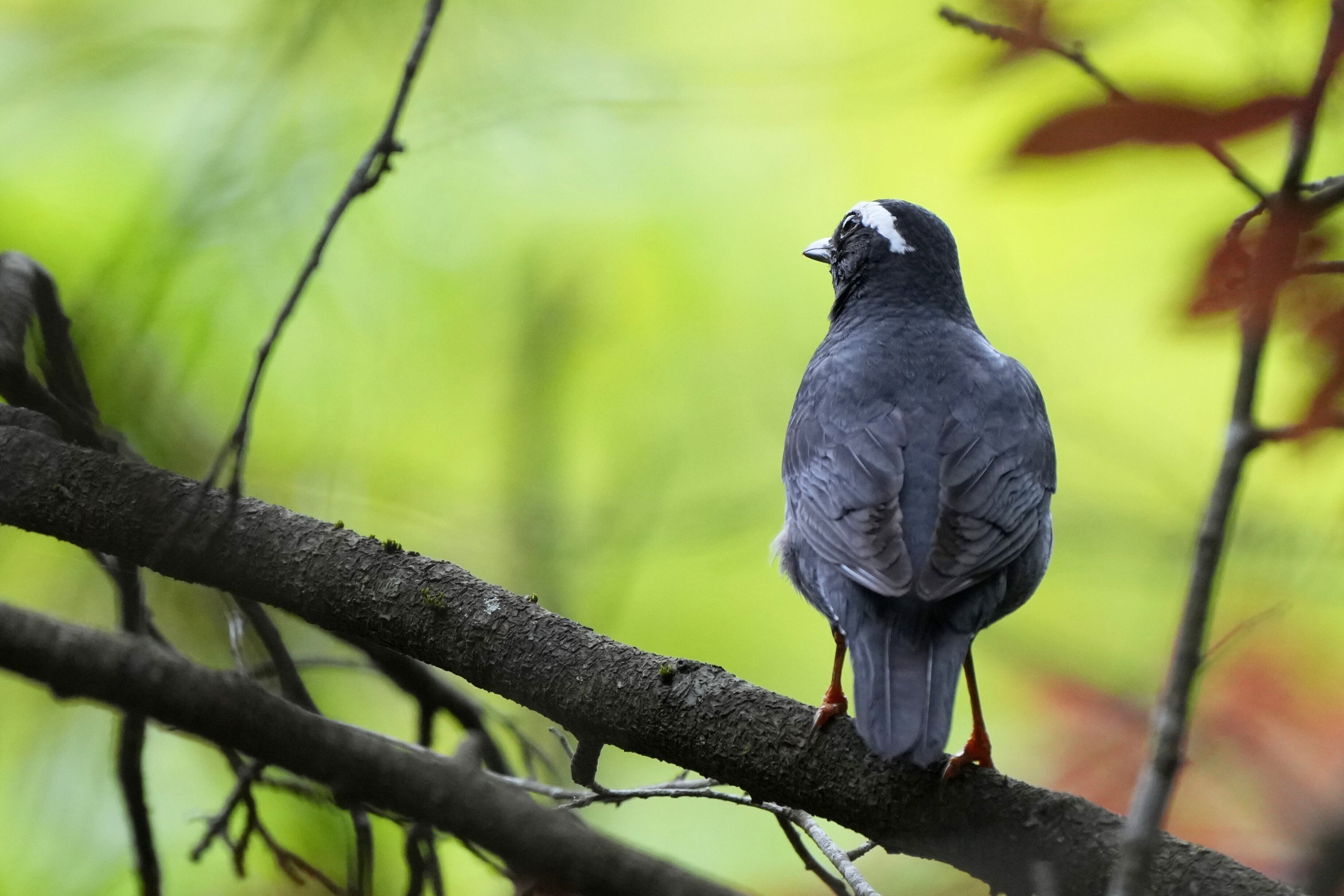 今日の鳥見散歩🚶マミジロとの出会い🐦｜めい