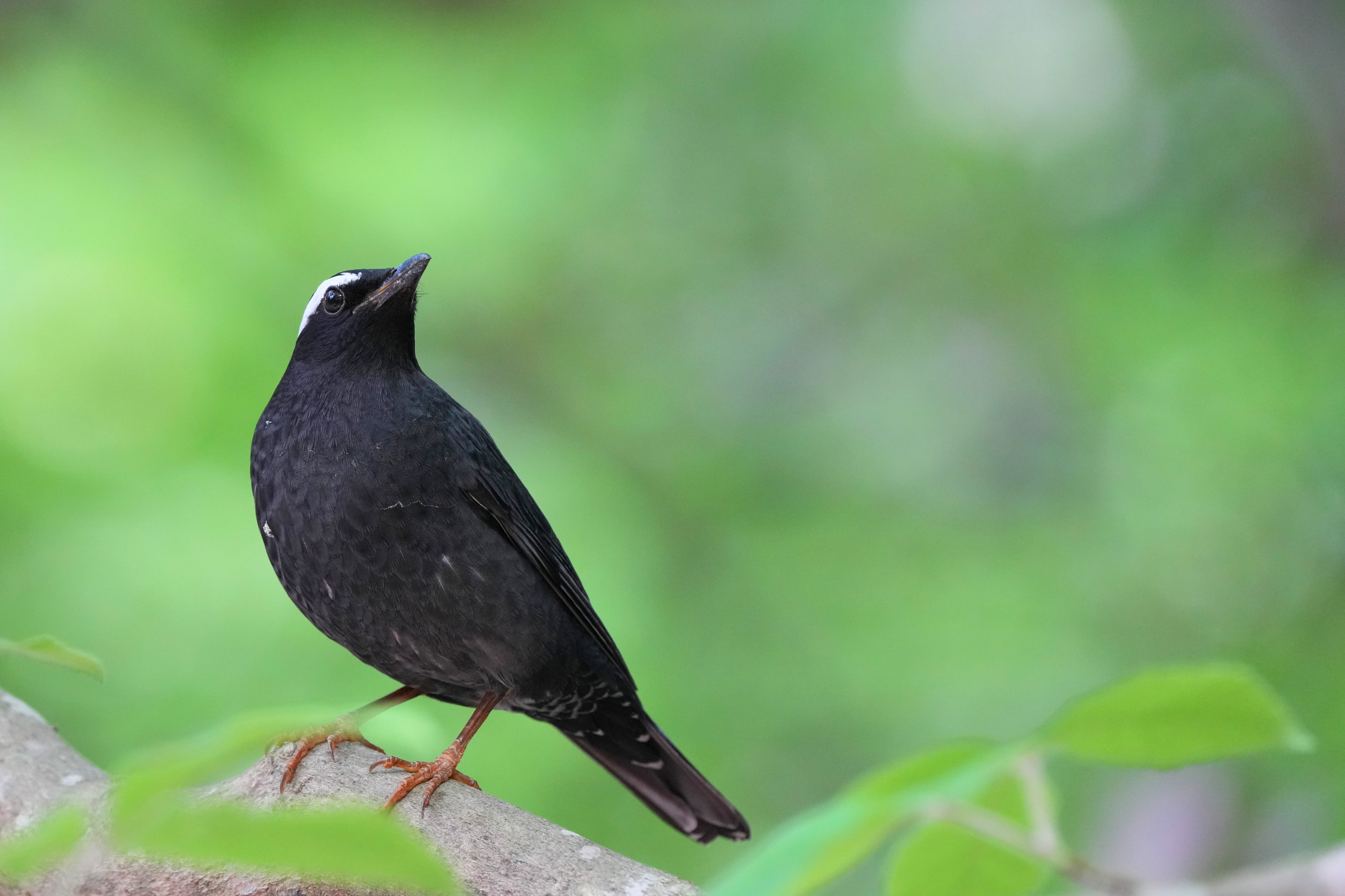 今日の鳥見散歩🚶マミジロとの出会い🐦｜めい
