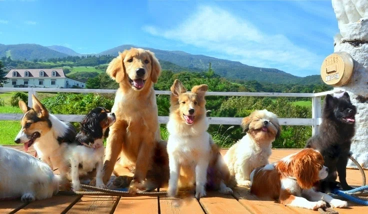 8歳になった犬達の成長記録｜那須どうぶつ王国公式note