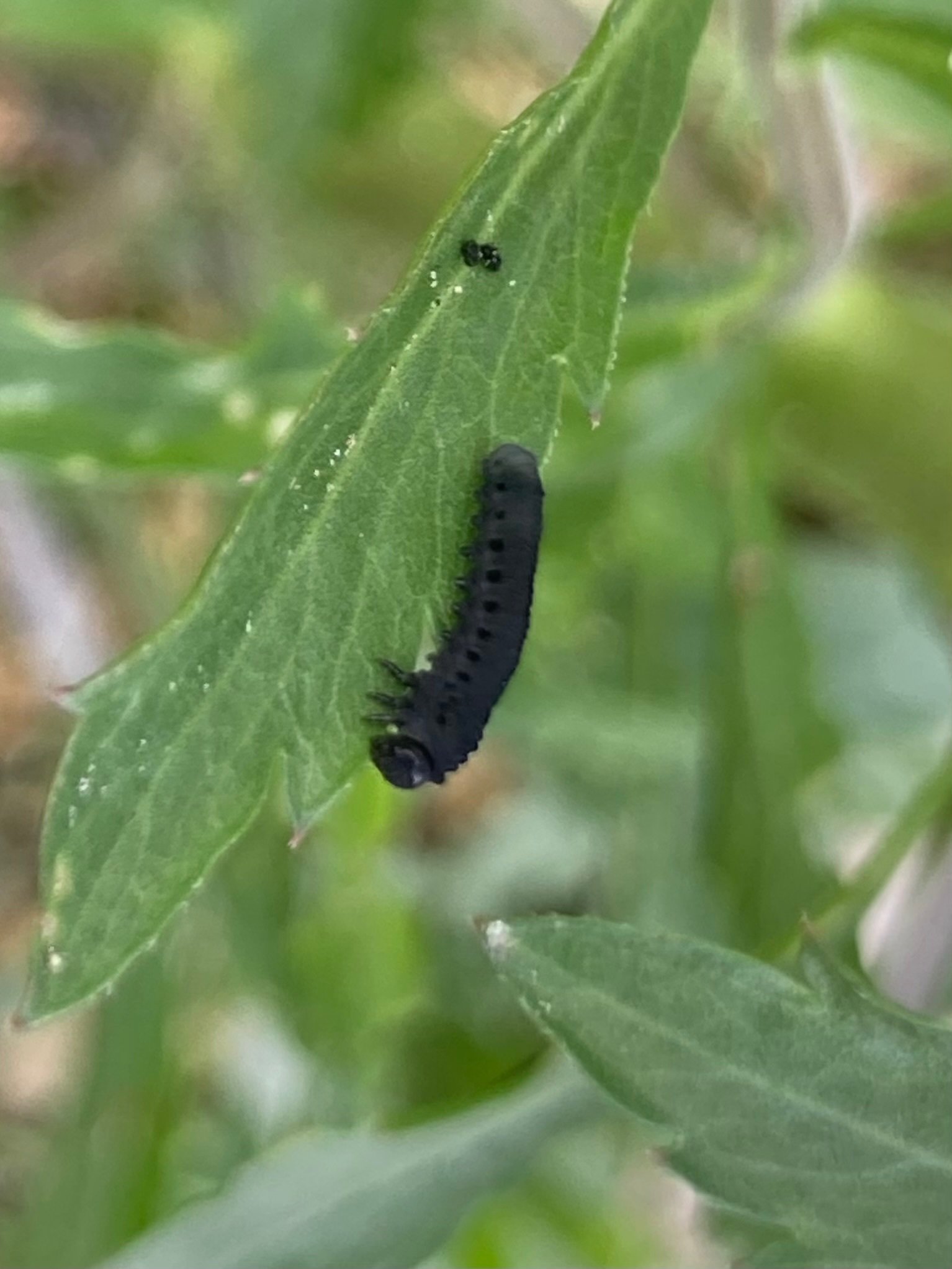 幼虫 ソフビトイボックス 007 イモムシ ナミアゲハ 5令幼虫｜ソフビトイ