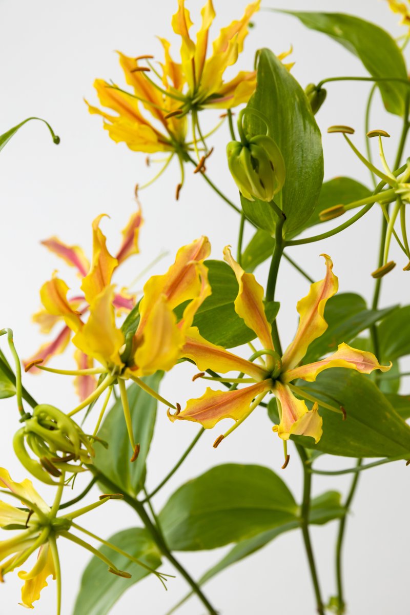 Gloriosa Zipang Sasayo｜植物生活