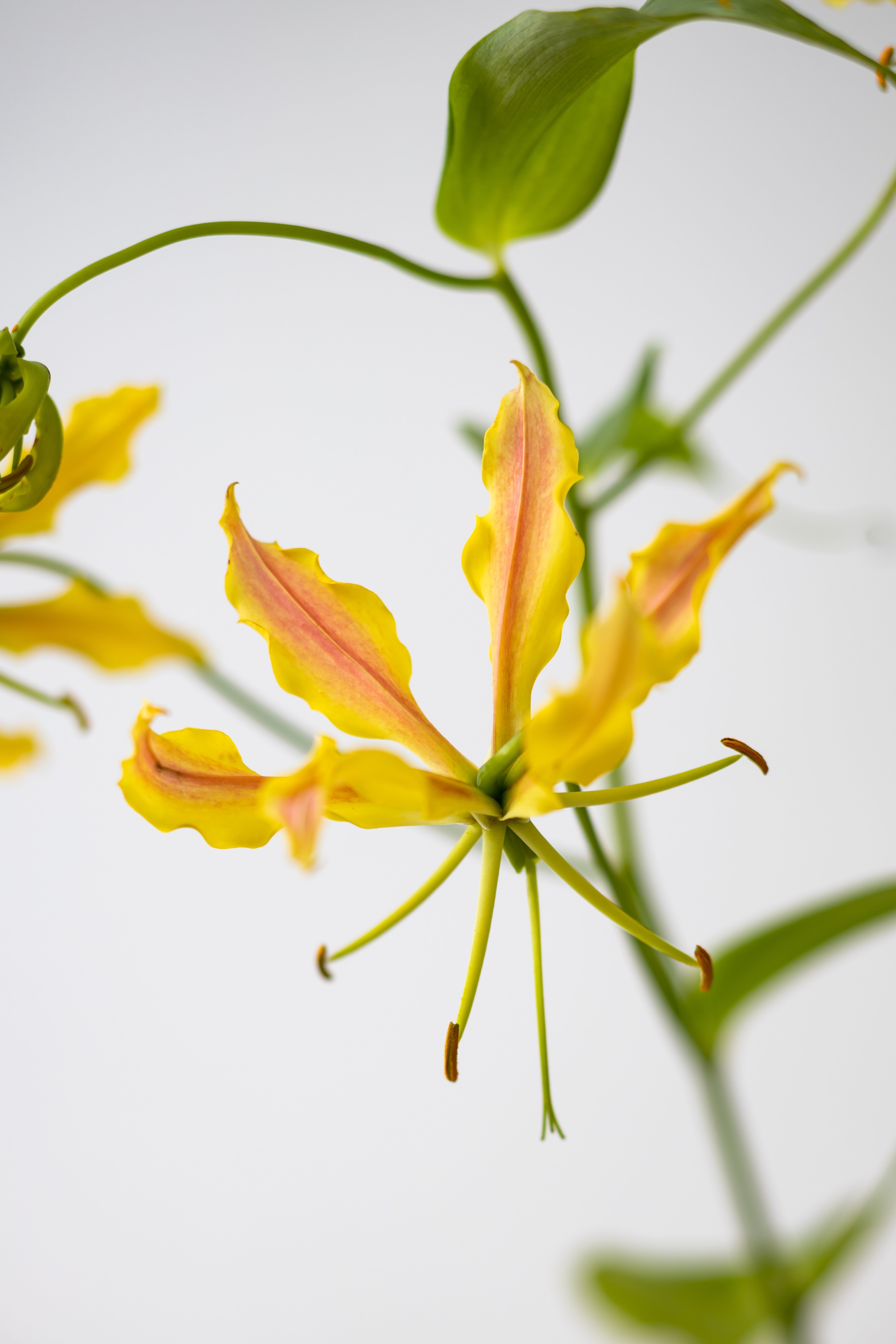 Gloriosa Zipang Sasayo｜植物生活