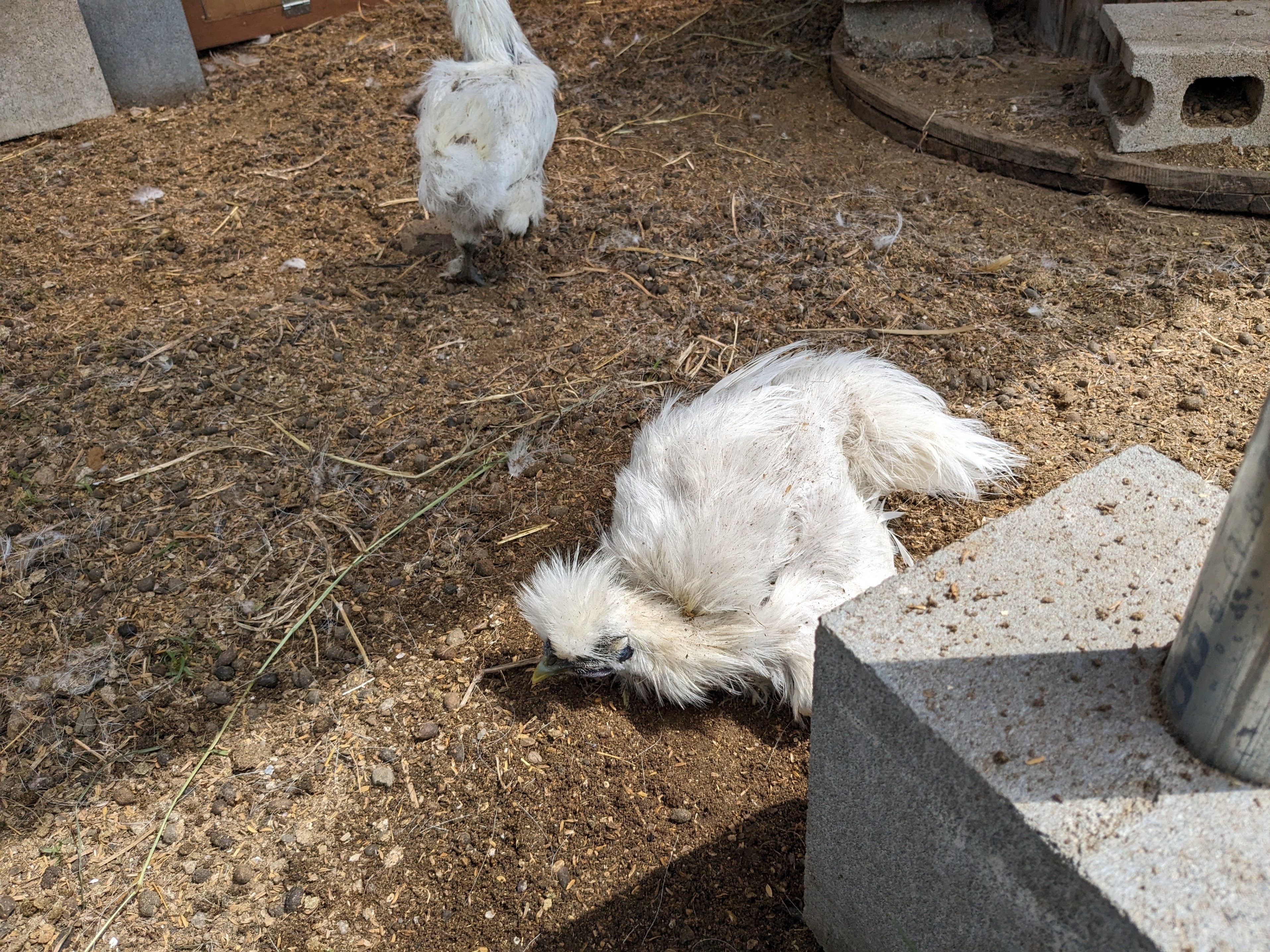 ニワトリとの暮らし｜のんびり農園