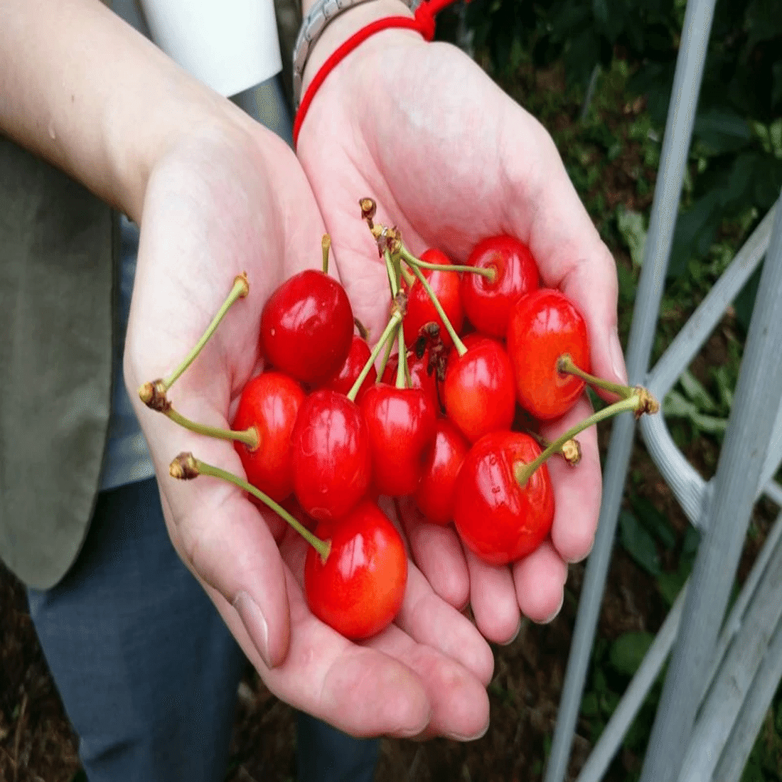 2024年最新】都内から行ける♪さくらんぼ狩り☆週末のおでかけに