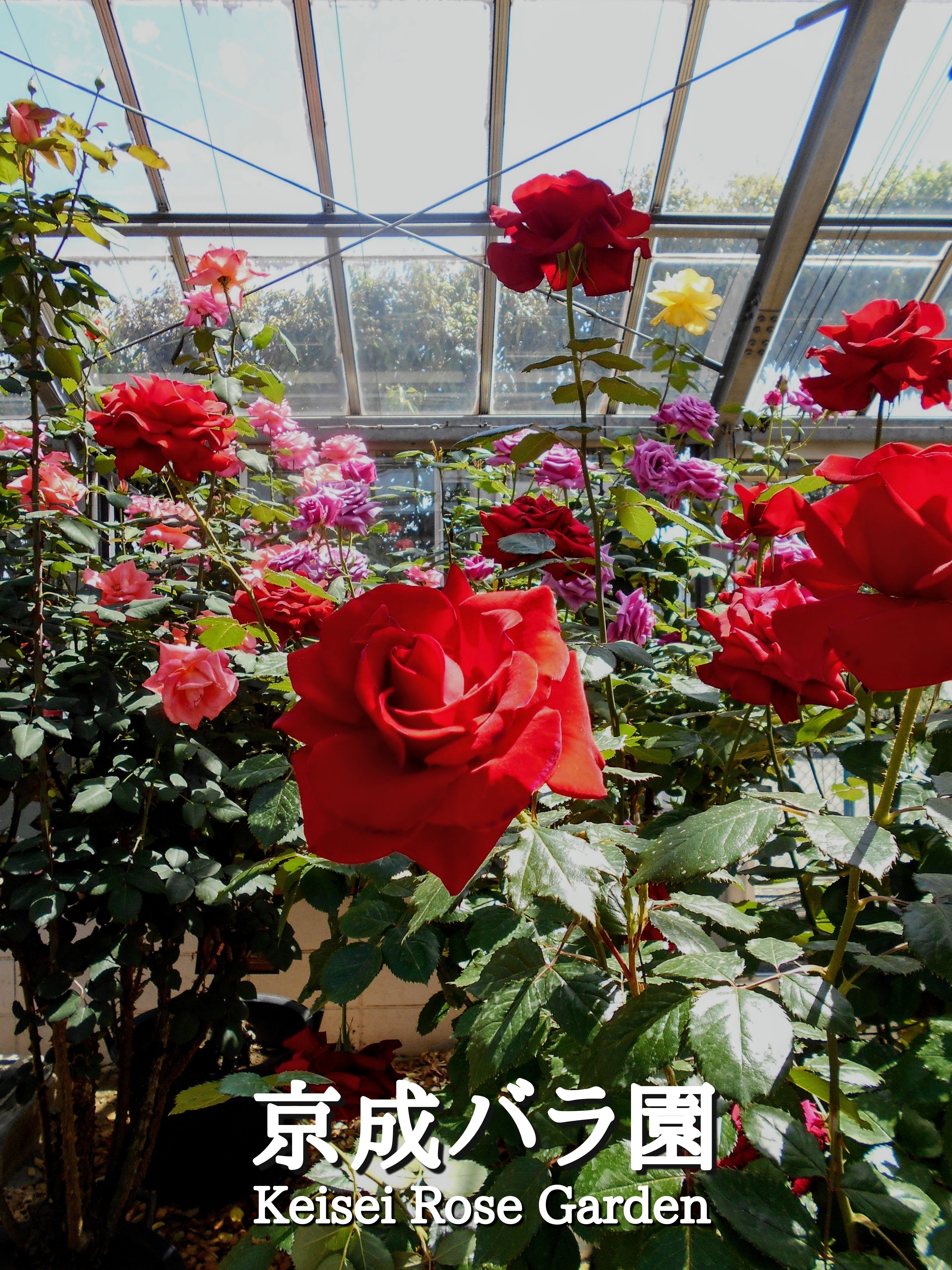日本にバラの文化を 京成バラ園。｜michio