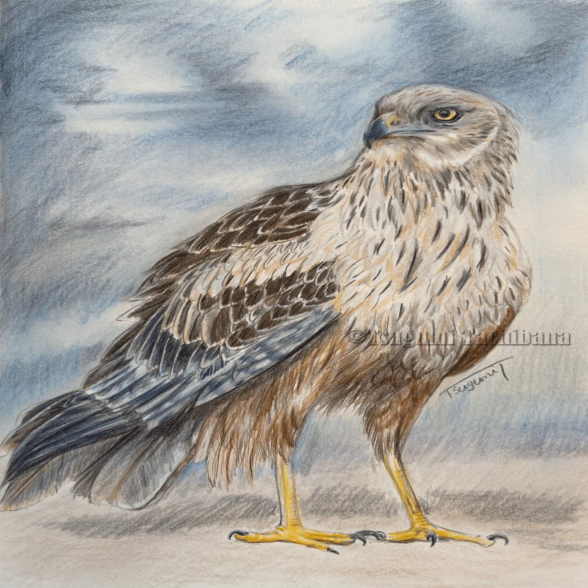 鳥の絵を載せるだけの日 26 愛鳥週間2024｜橘鶫TachibanaTsugumi