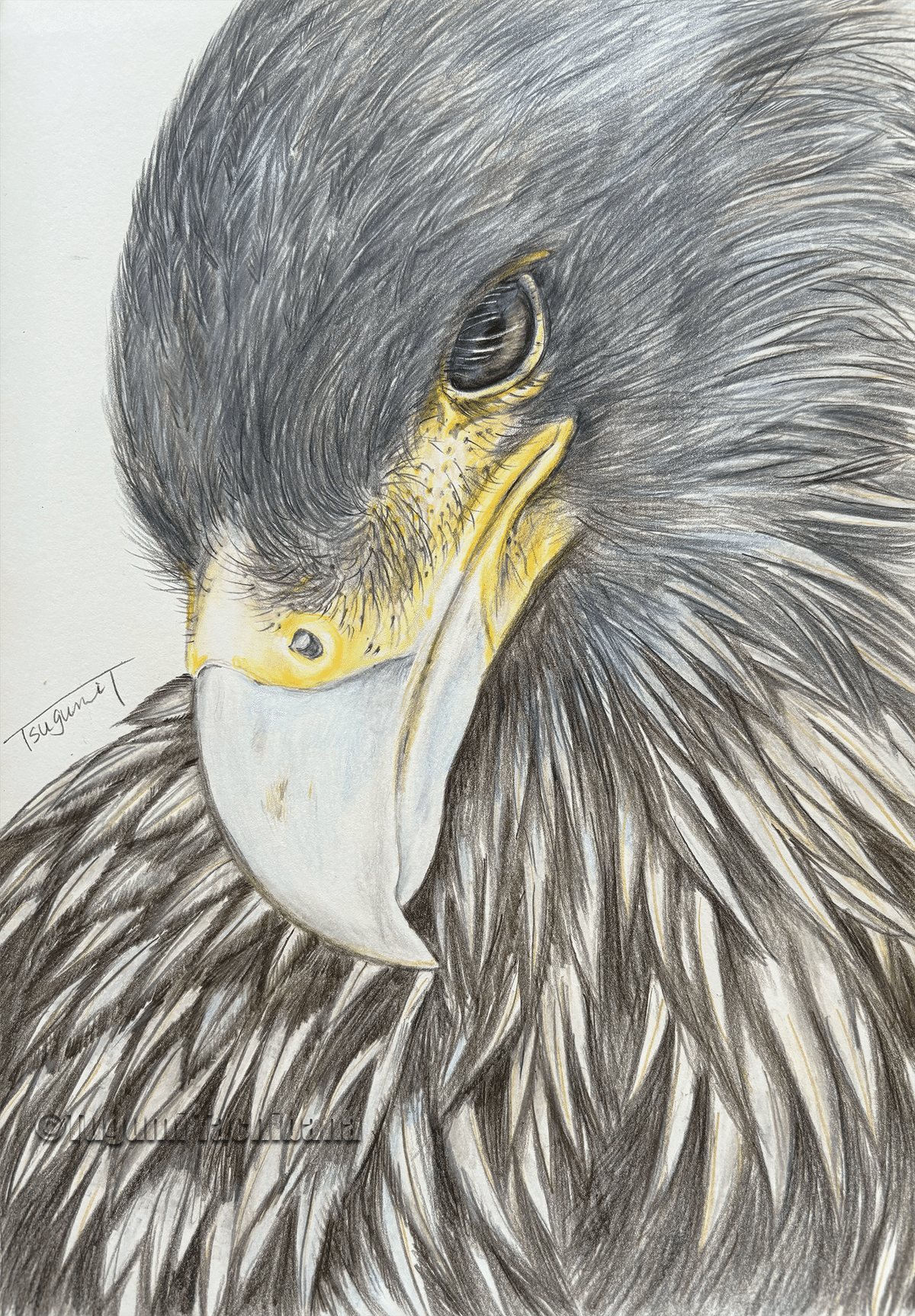 鳥の絵を載せるだけの日 26 愛鳥週間2024｜橘鶫TachibanaTsugumi