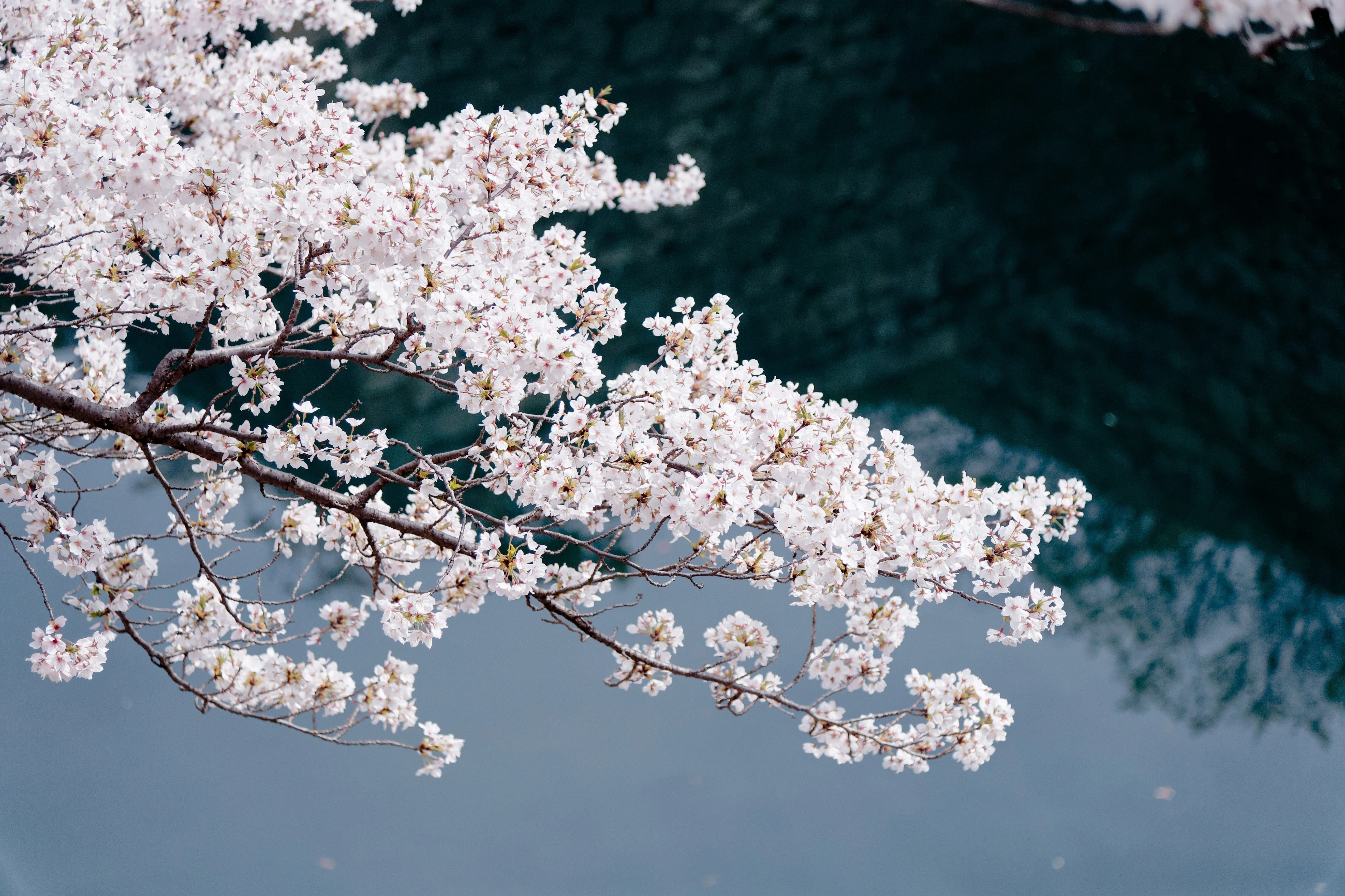 桜、さくら、サクラ そしてニコンD5｜masa