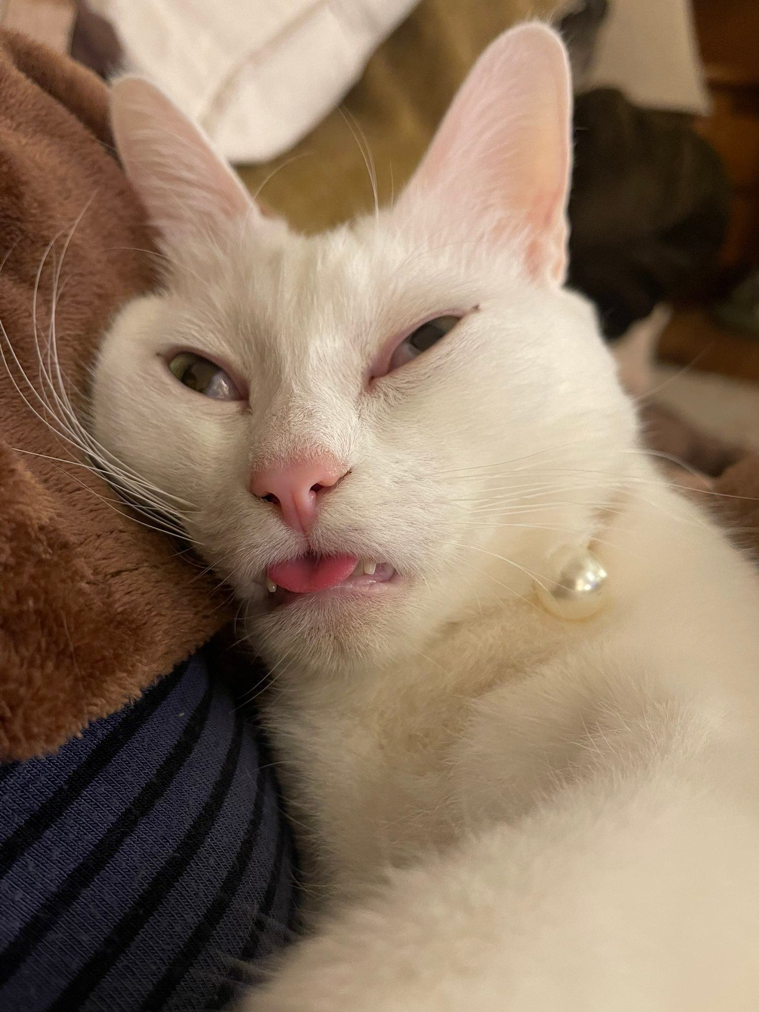 妹一家が帰った途端にコレ」白猫のミルくん、よそ行きの顔と緩みきった