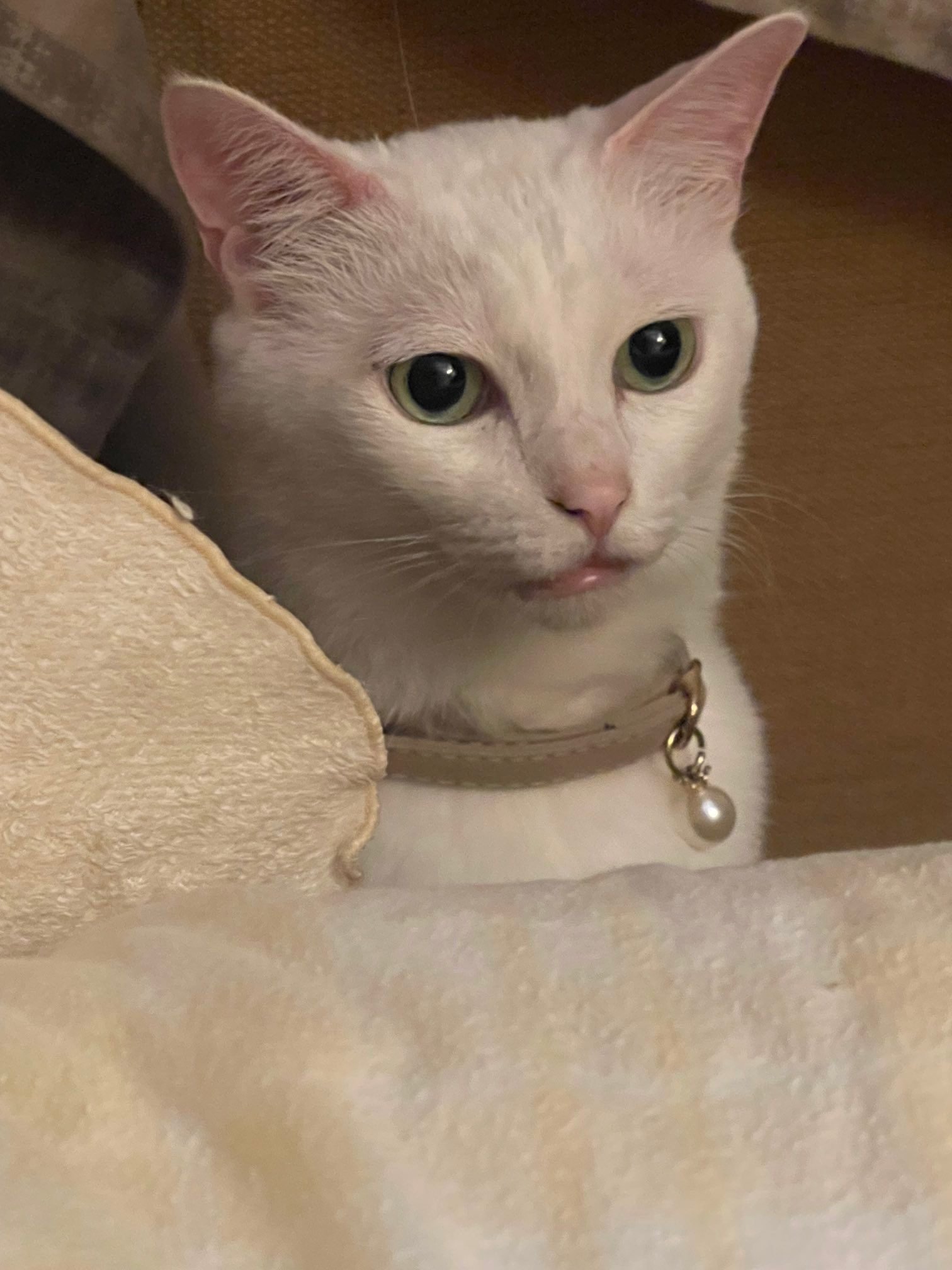 妹一家が帰った途端にコレ」白猫のミルくん、よそ行きの顔と緩みきった