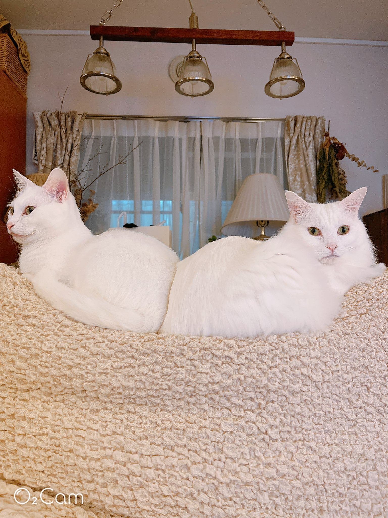 妹一家が帰った途端にコレ」白猫のミルくん、よそ行きの顔と緩みきった