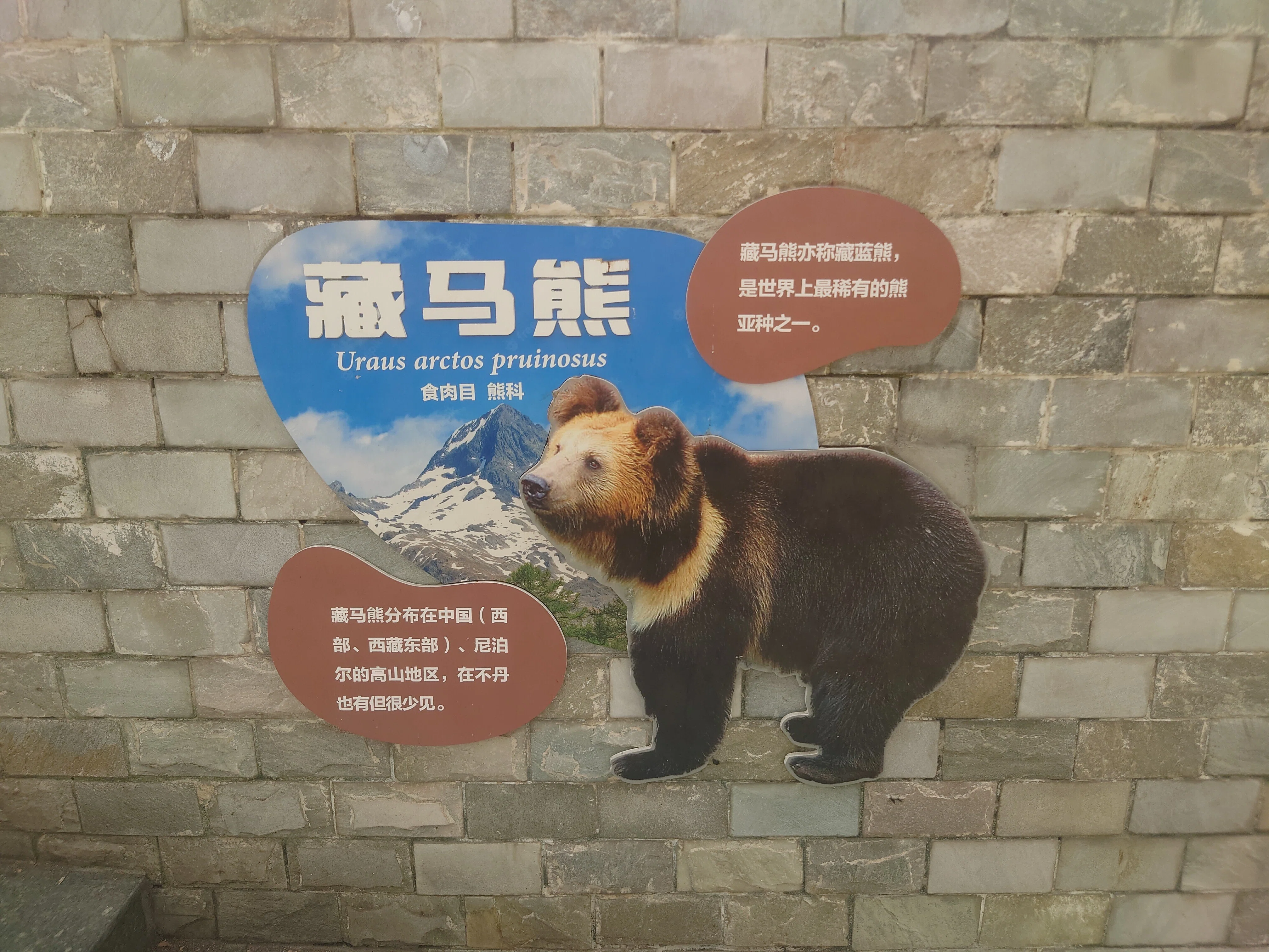 成都動物園│クマ🐻｜meguxiang
