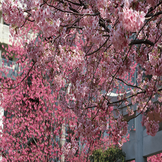 完成！リバーシブルの桜染の御朱印帳。魅力と製作過程を語りつくしま