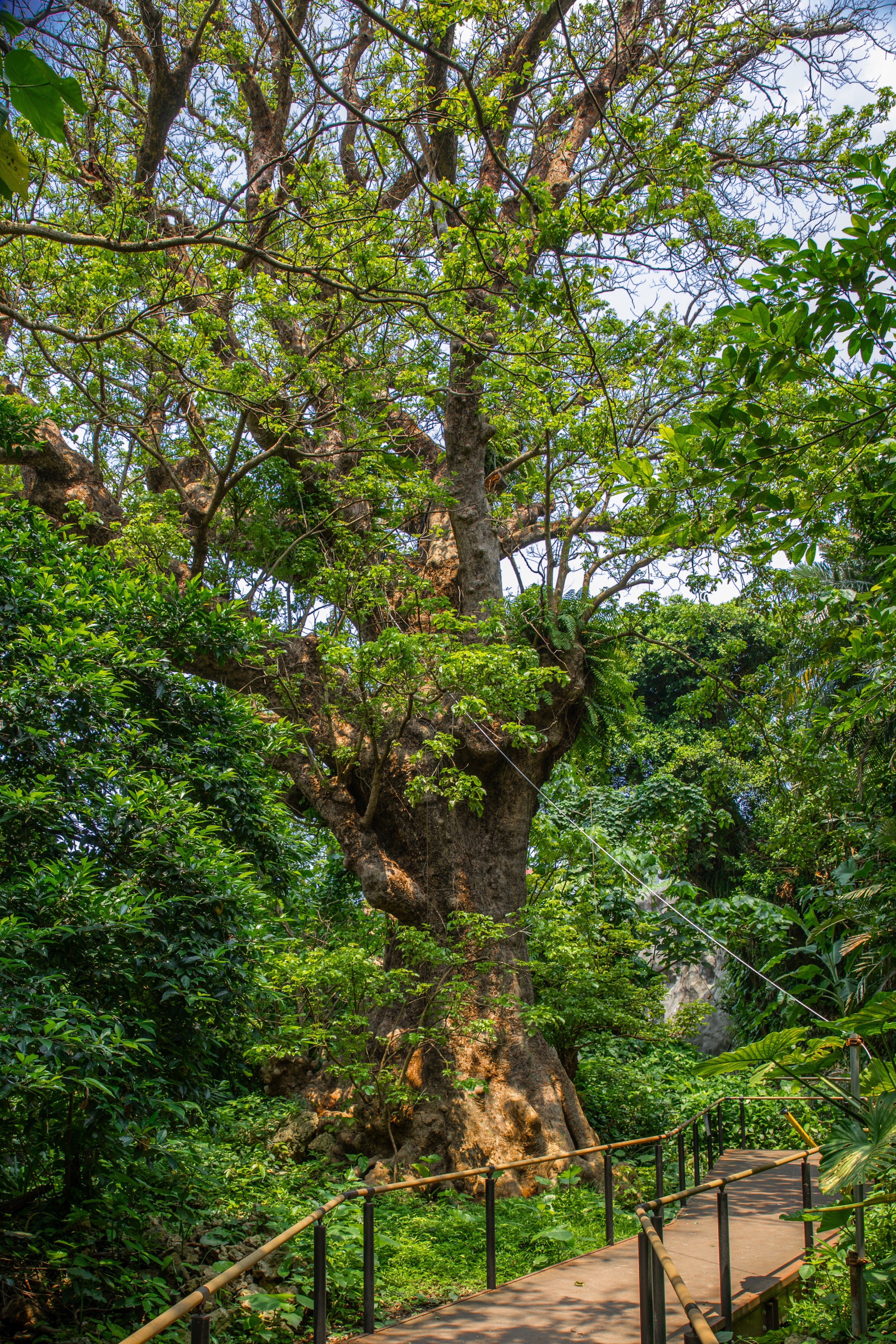 首里金城町の大アカギ｜Zenpaku
