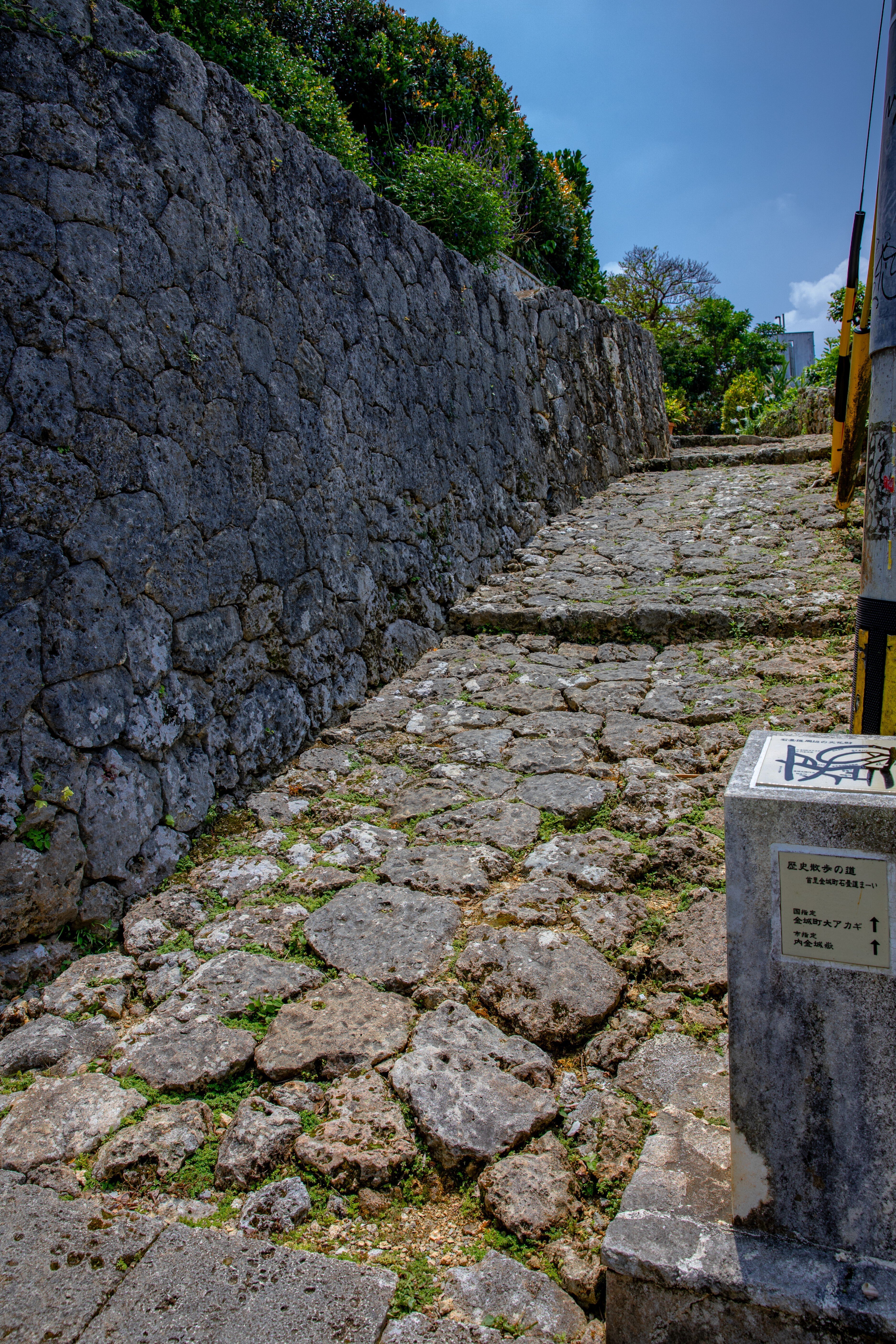 首里金城町の大アカギ｜Zenpaku