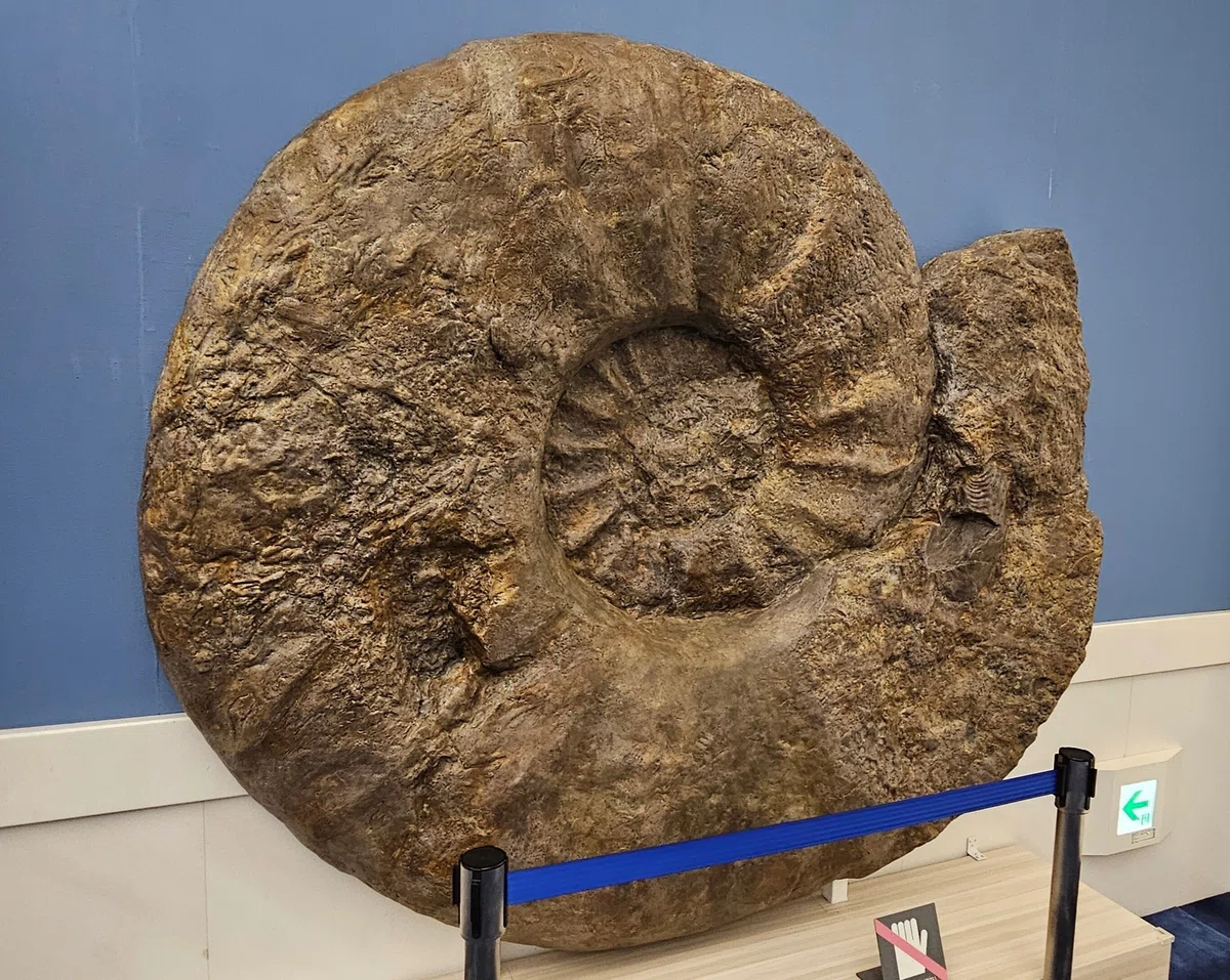 The Lost Universe 古代の巨大頭足類③巨大アンモナイト｜美原さつき