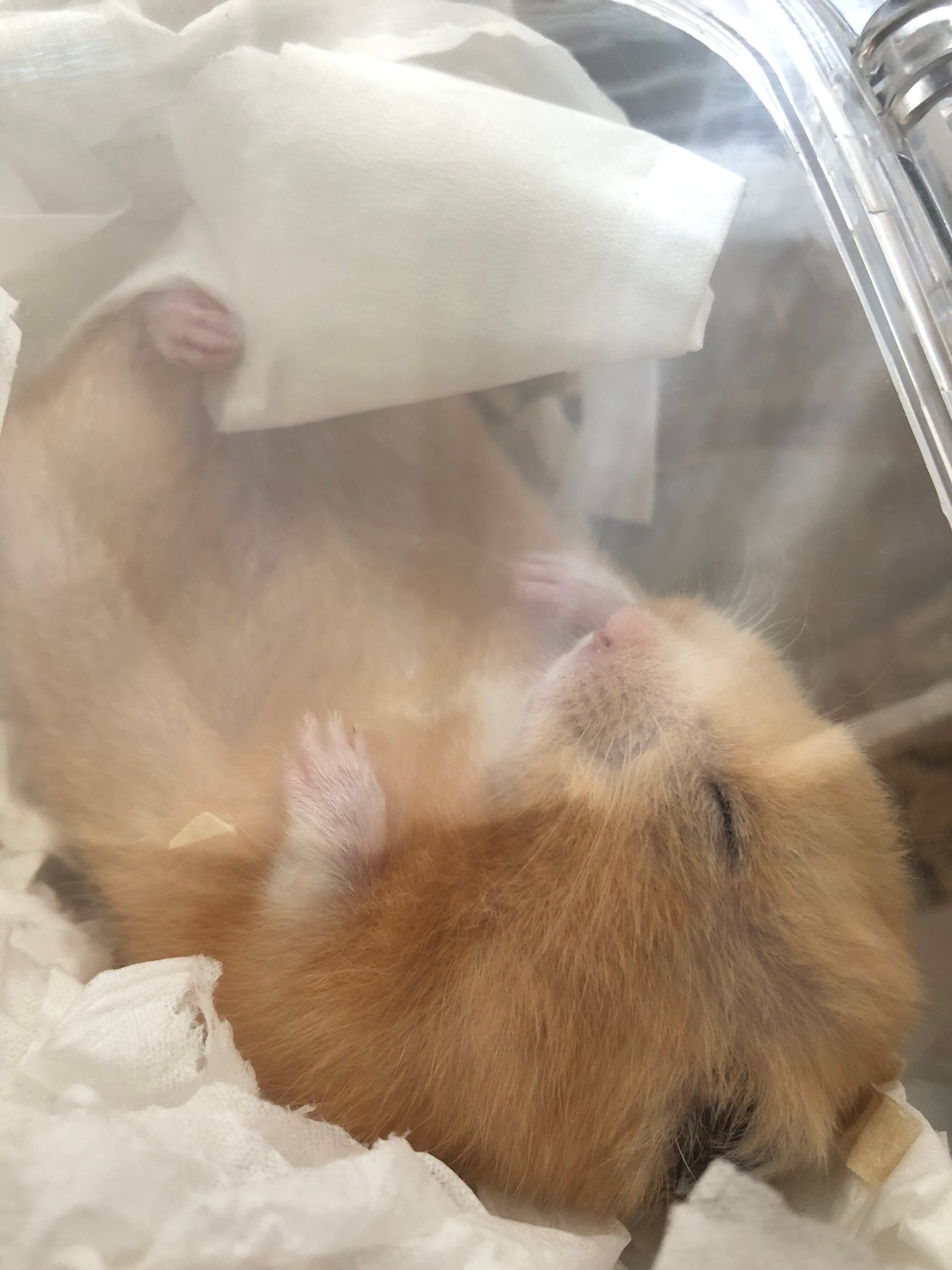 人は犬がいるかっこいい人はハムスターハムスターを持っている ジップパーカー 当てはまる？嫌いな人にしか見せないハムスターの行動