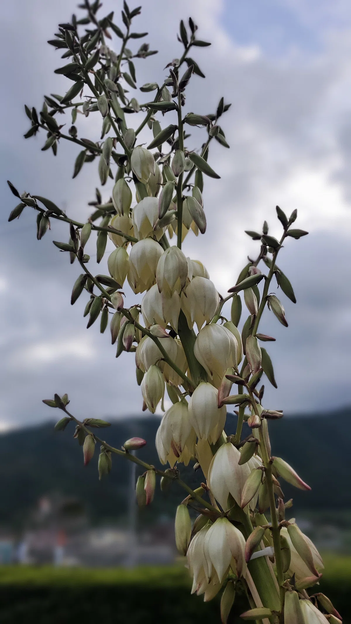ユッカグロリオサ花茎④ 開花！｜Ikkyu