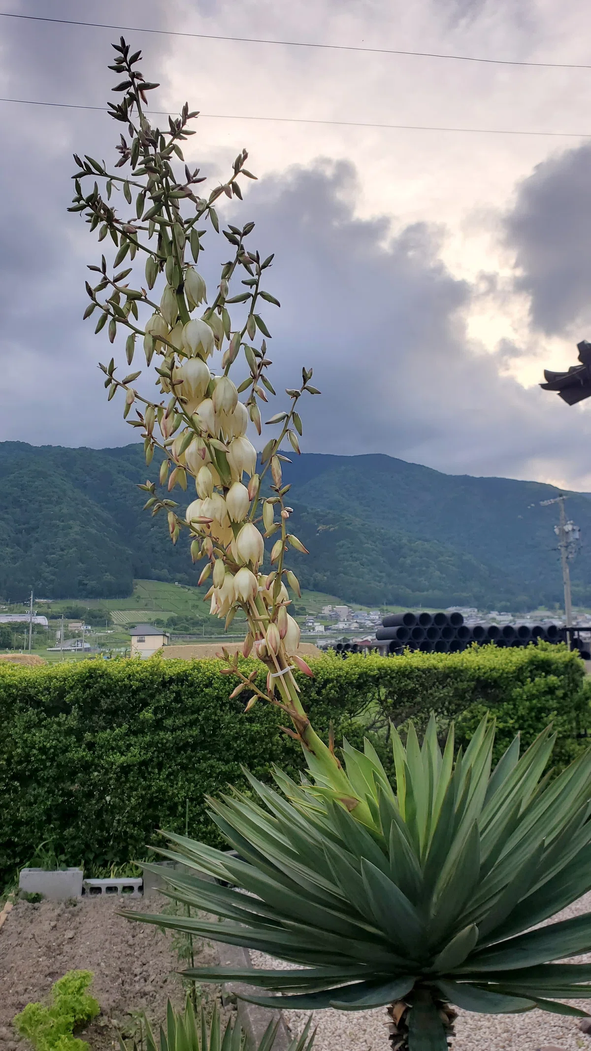 ユッカグロリオサ花茎④ 開花！｜Ikkyu