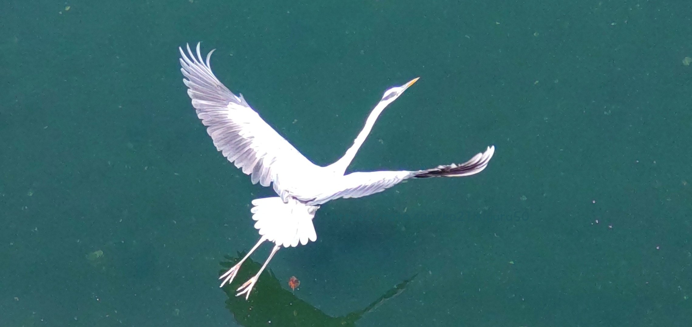 アオサギは頸を曲げて飛ぶ”という図鑑説明に疑問を抱いた｜いきものぐるり