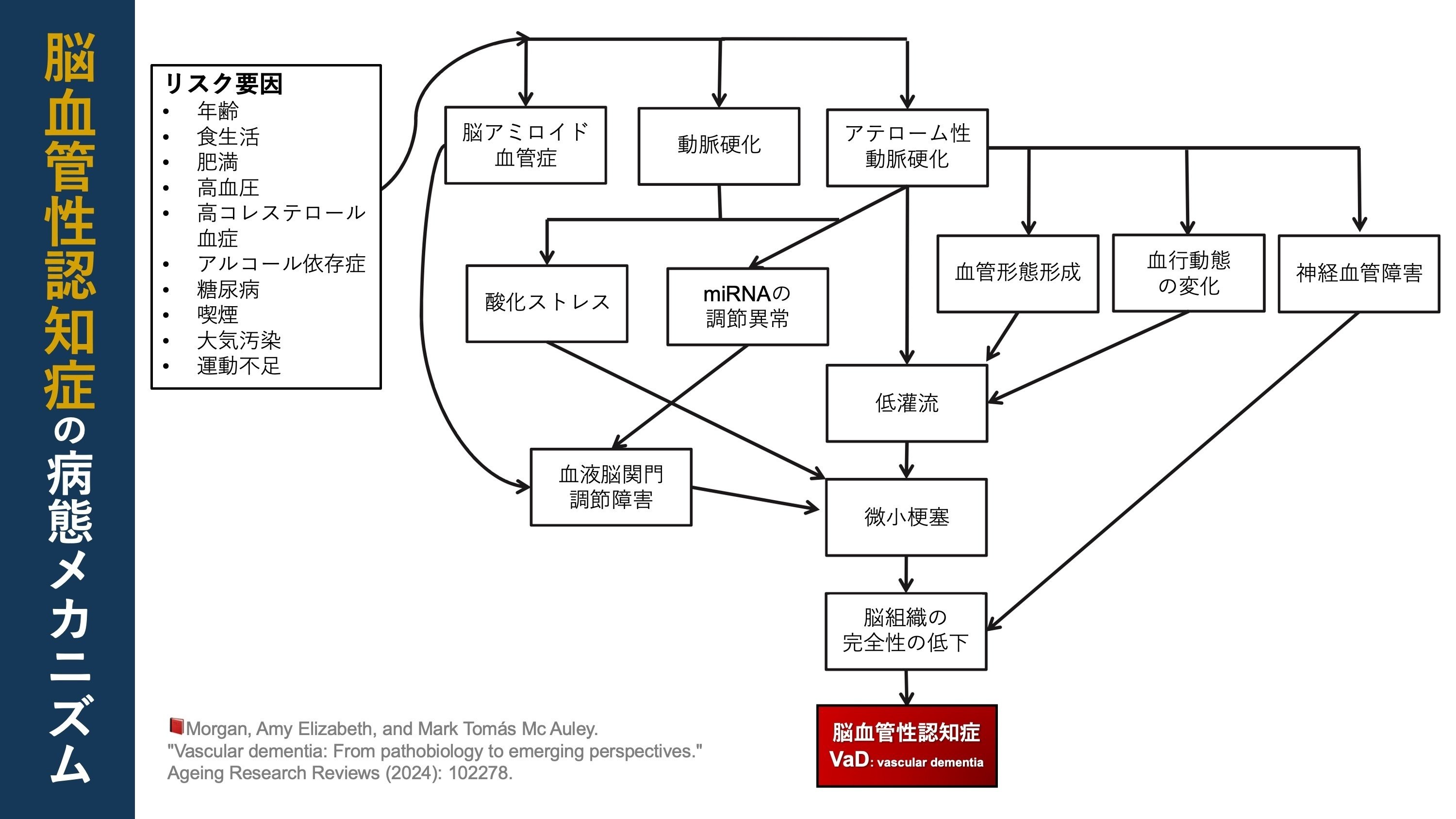 脳血管性認知症。その病態メカニズム｜Super Human | 理学療法士