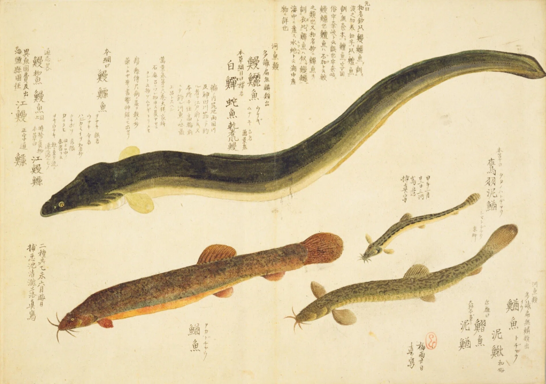 梅園魚品図正】(22) 鰻鱺（うなぎ）／泥鰌（どぢやう）／鷹羽泥鰌