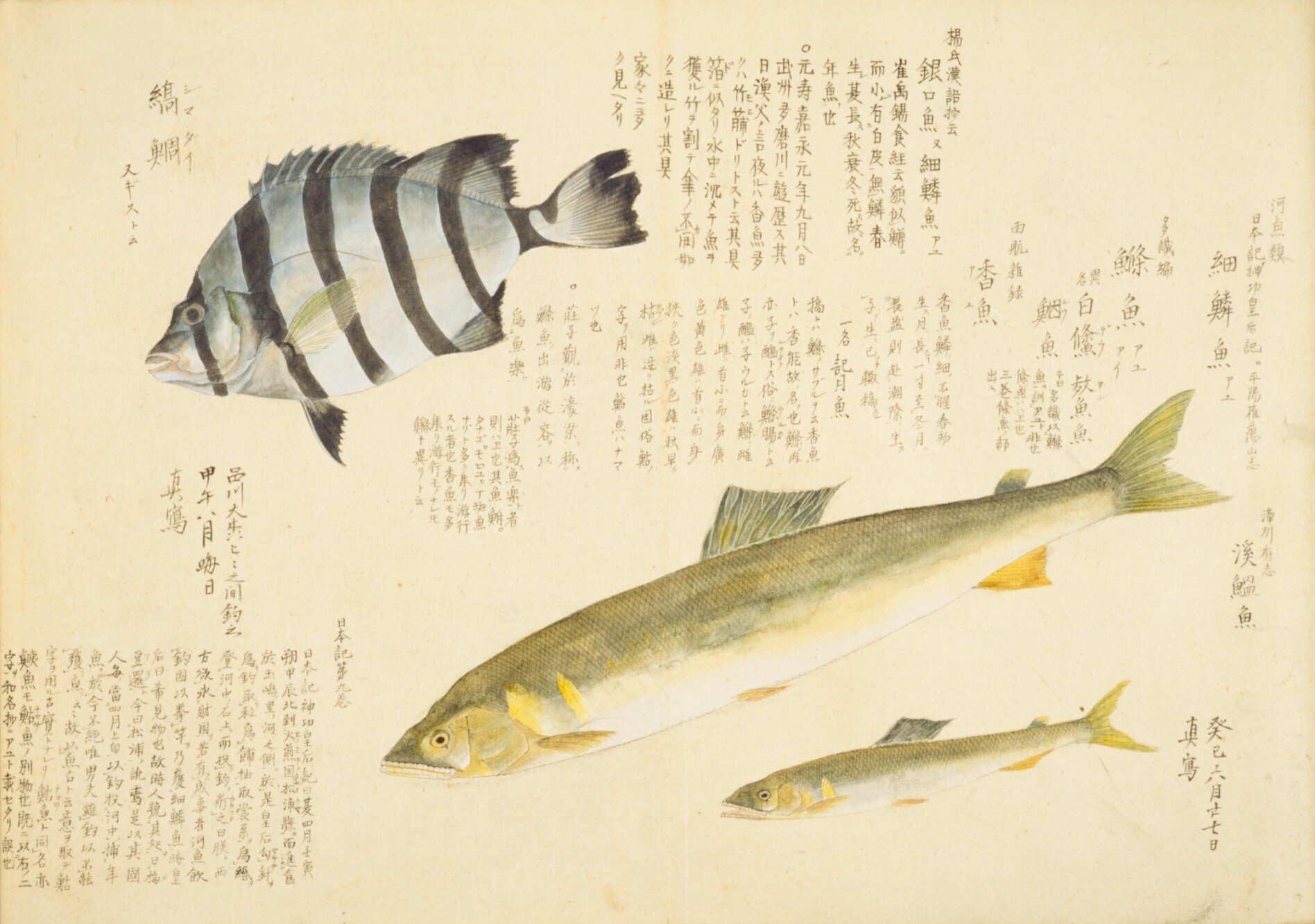 梅園魚品図正】(24) 細鱗魚（あゆ）／縞鯛（しまだい）｜mominaina