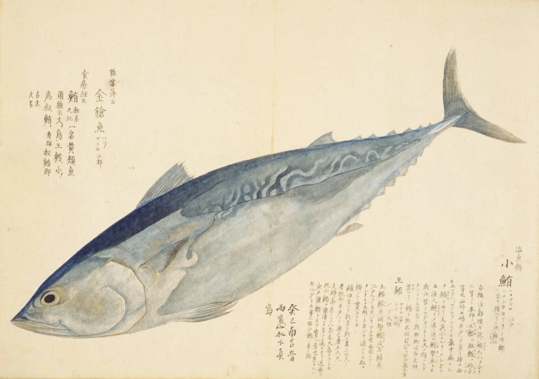 梅園魚品図正】(27) 金鎗魚（まぐろ）｜mominaina