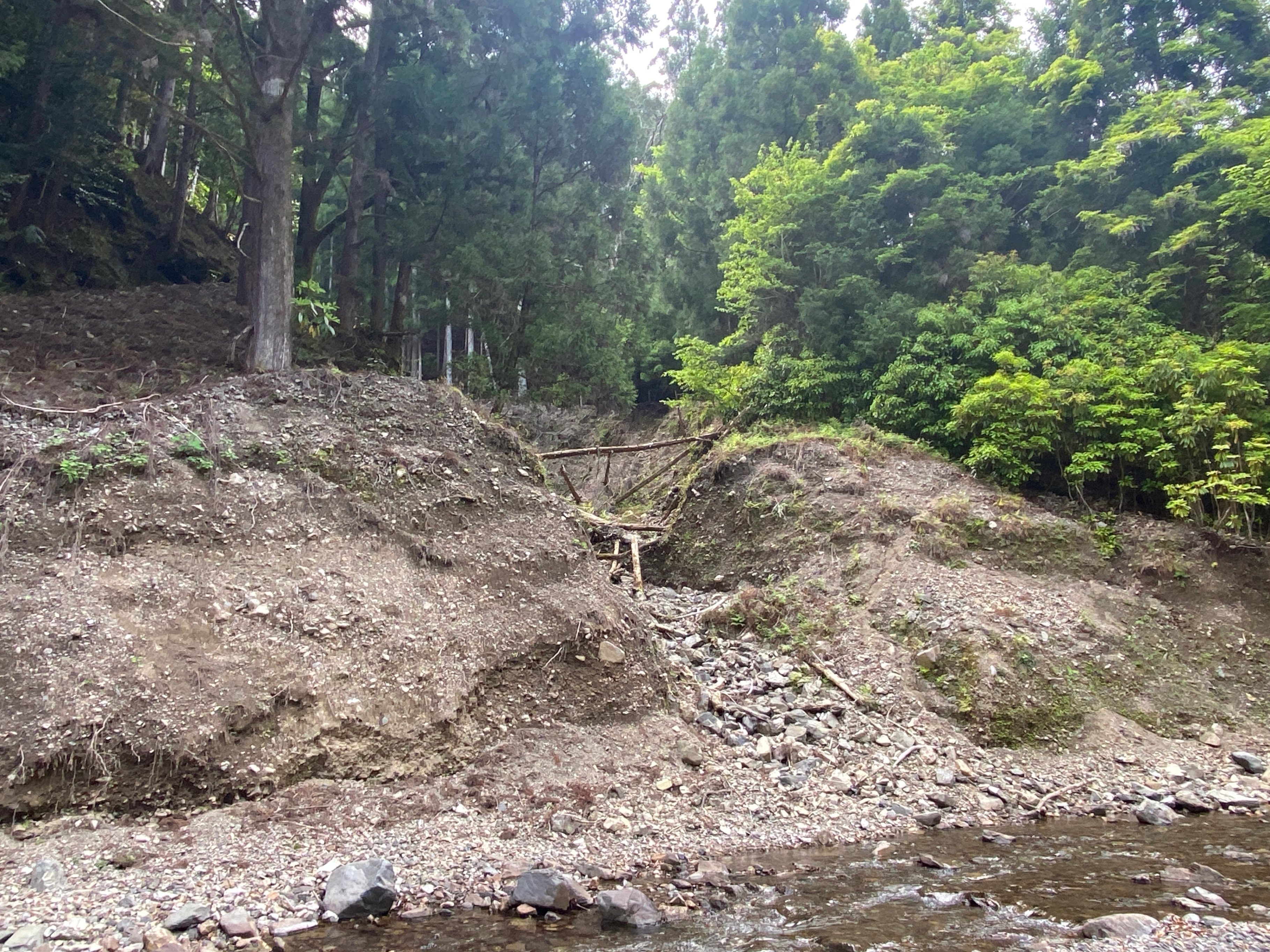 石鎚五葉、懸崖、山採取、60年強 目立った汚れ傷無し くにちん様のみ！ 石鎚五葉、懸崖、山採取、60年強 目立った汚れ傷無し（見立鉱山