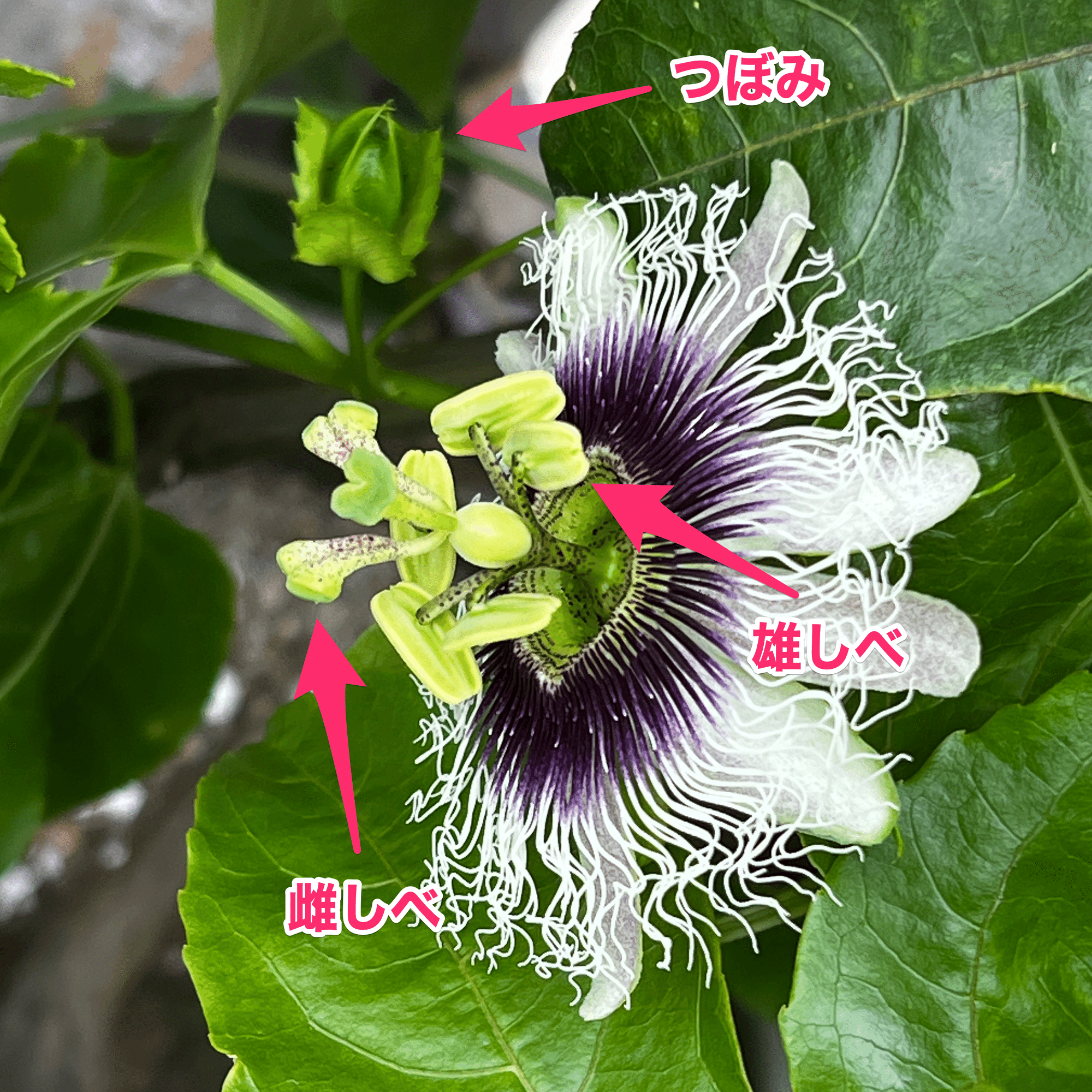 初心者向け】 パッションフルーツの簡単栽培ガイド：子供と楽しむ家庭