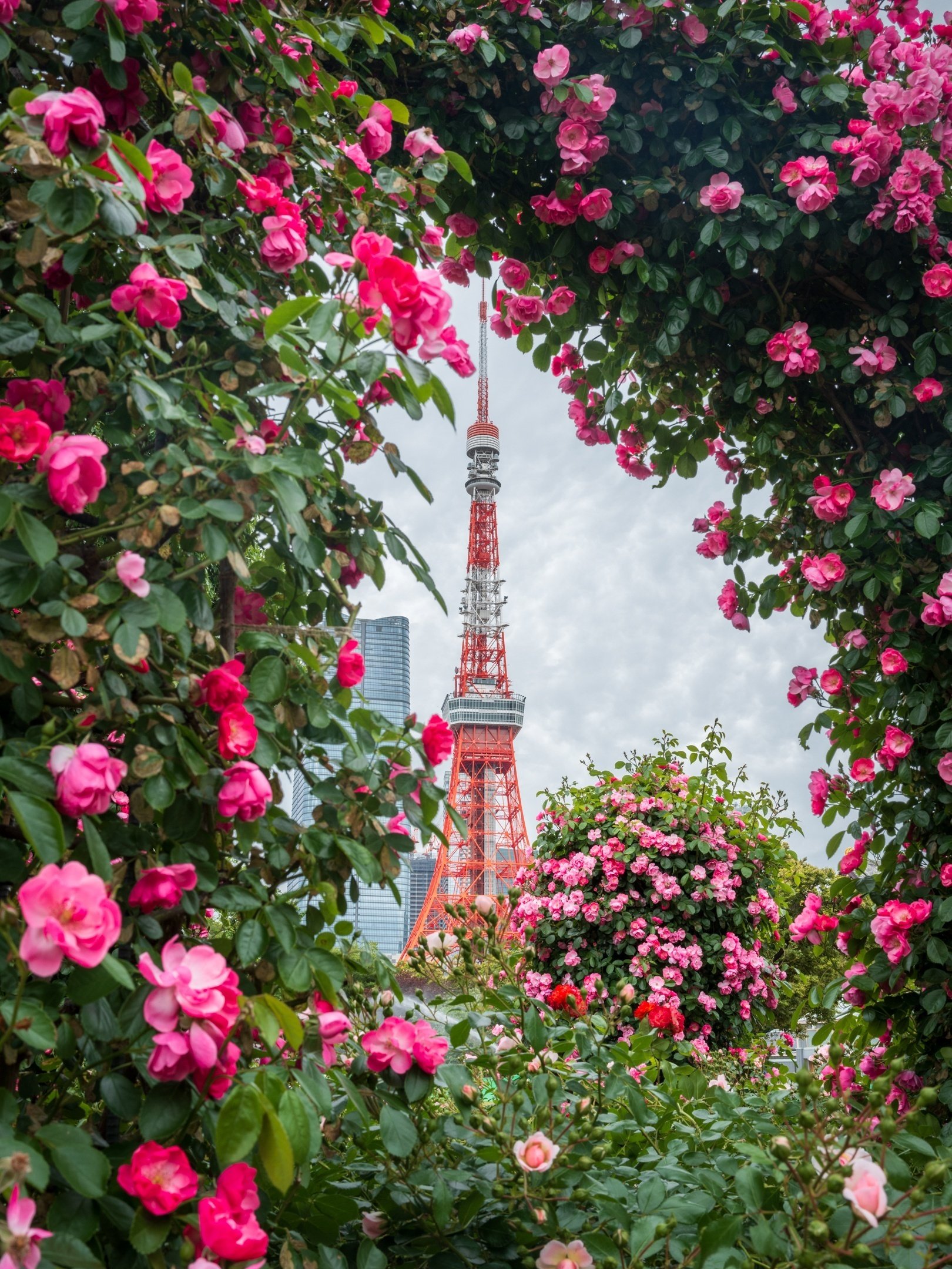 薔薇が咲き始めた！ / 芝公園 / Leica Q3｜TAKU