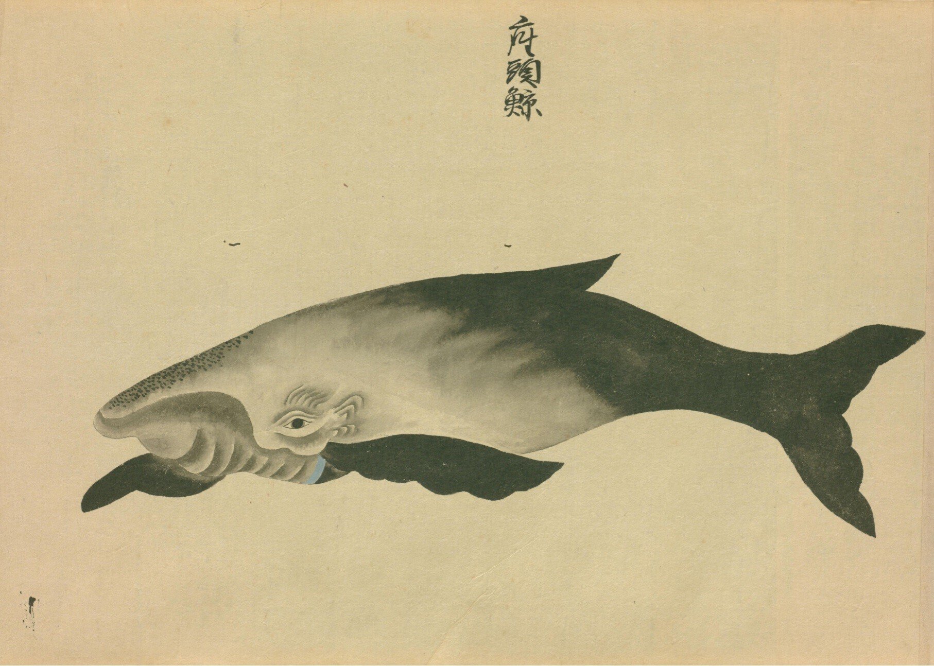 鯨及海豚各種之図 一｜mominaina