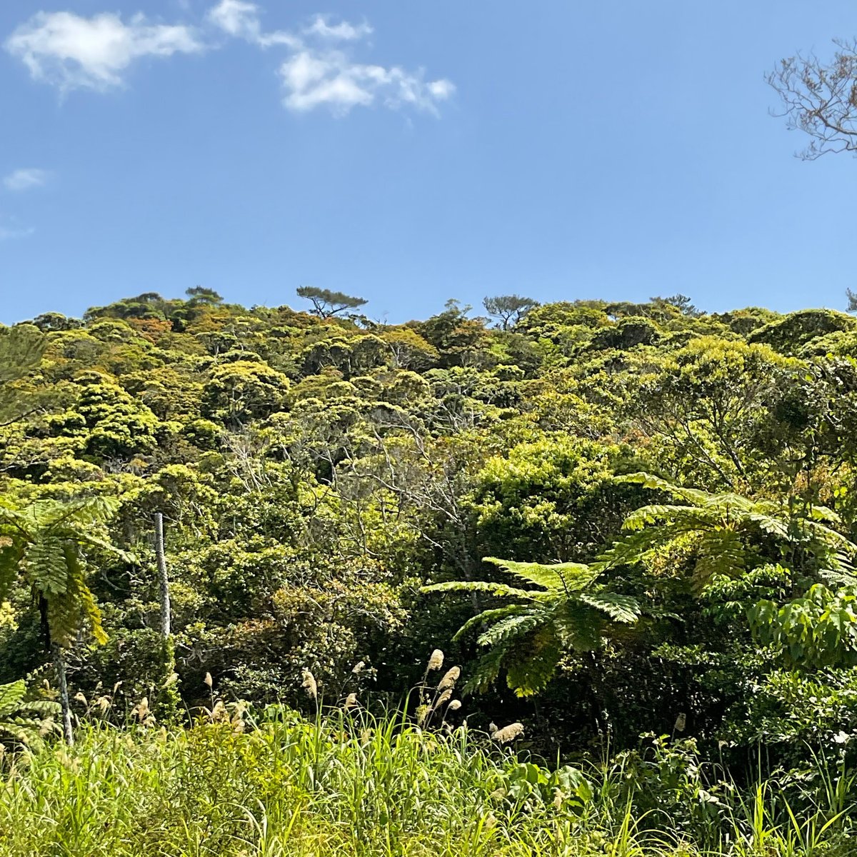 うりずん｜telulu_okinawa, image size:1200x1200