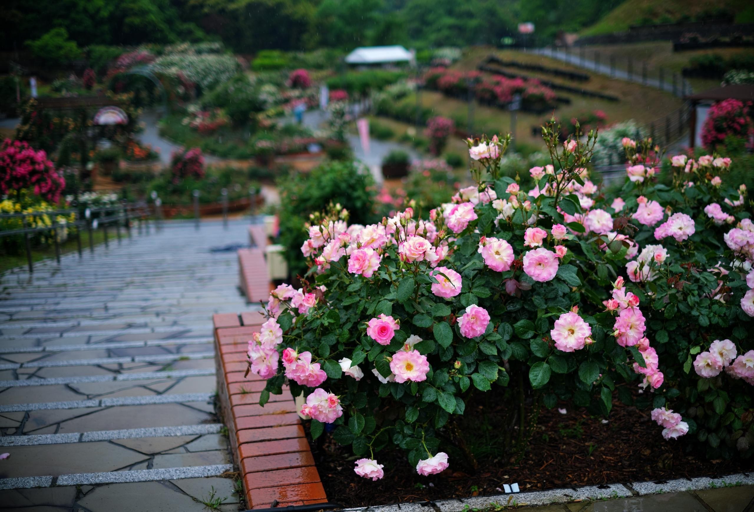 大輪のバラ咲くステンドグラスの光柱 ポーチや通路に置くのに最適