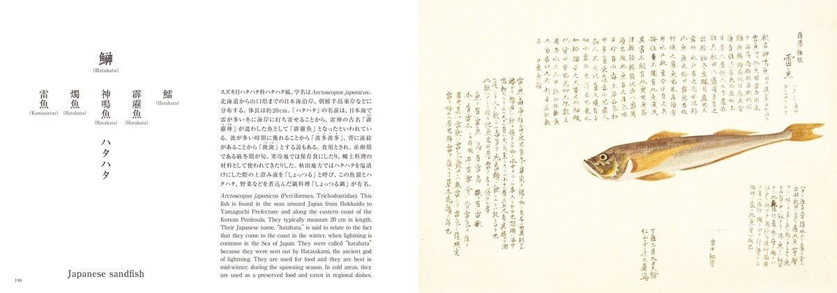 秀抜な江戸の写生図譜でみる日本人と魚の歴史（『美し、をかし、和名由来の江戸魚図鑑』序文）｜パイ インターナショナル