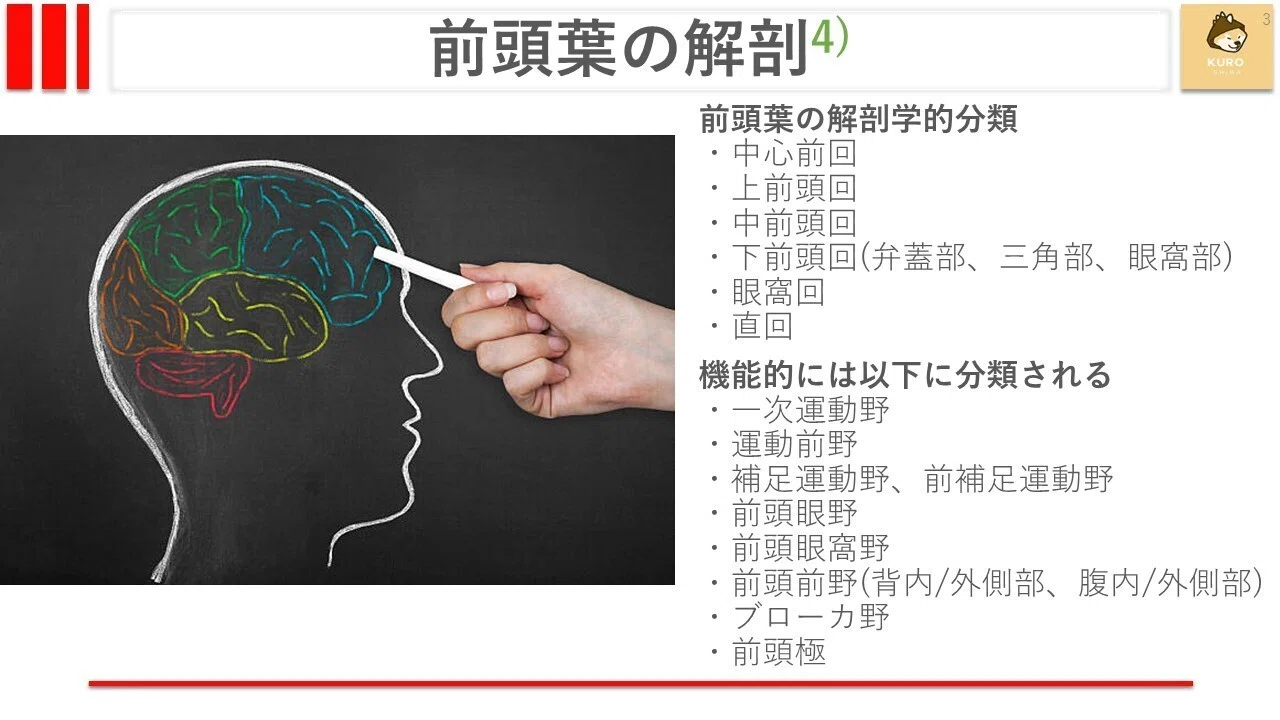 一次運動野(M1)について｜くろ 作業療法士