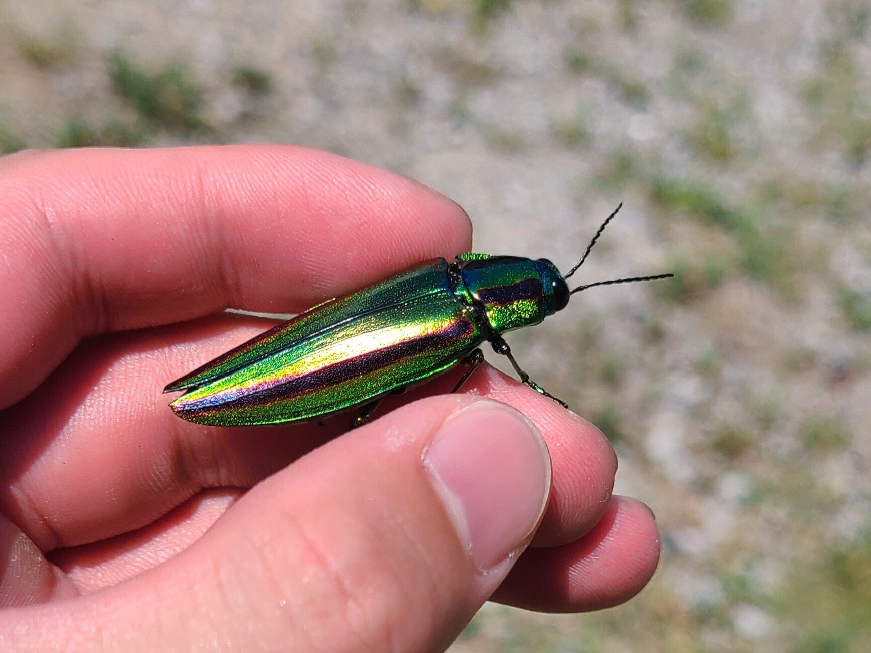 ベトナム産　美麗タマムシ　45mm ベトナム産 美麗タマムシ 45mm