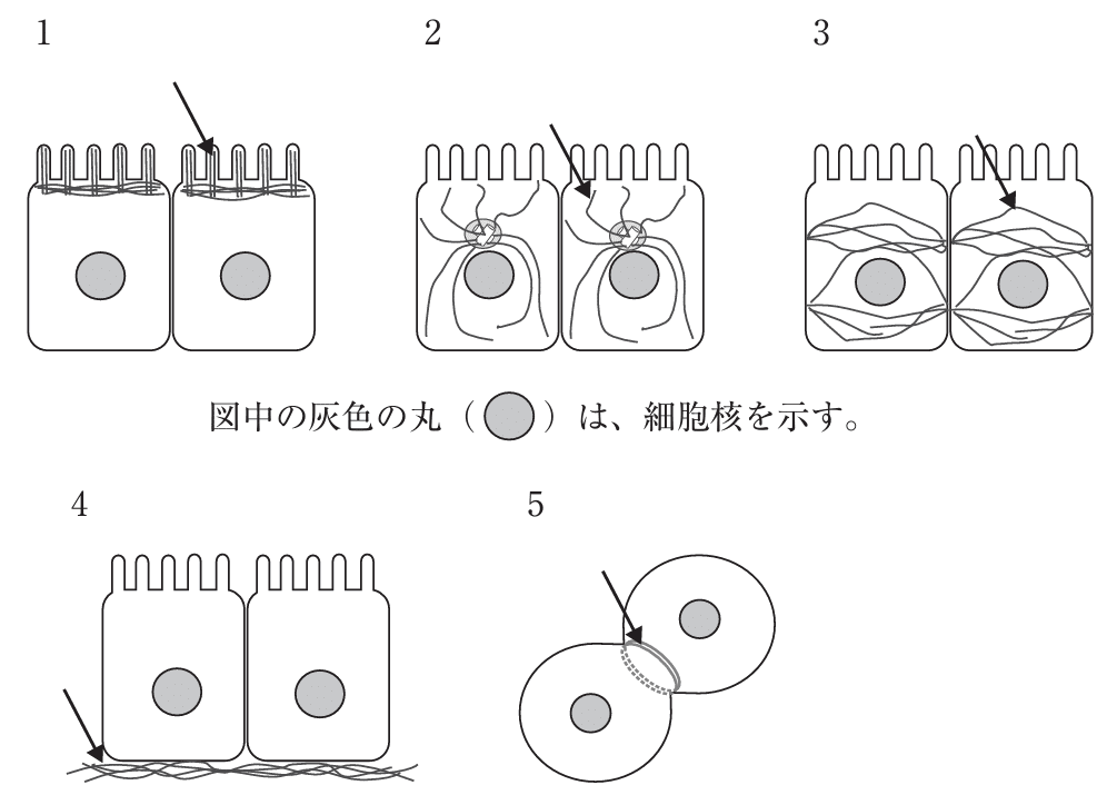 講義ノート　要点まとめ　薬剤師国家試験　(バラ売り可能) 51tfI8DAeqL.jpg_BO30,255,255,