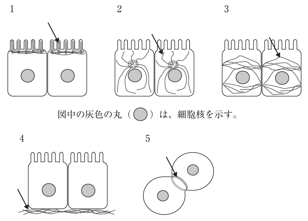 薬剤師国家試験対策ノート｜論点解説 必須問題 生物 第106回-第109回