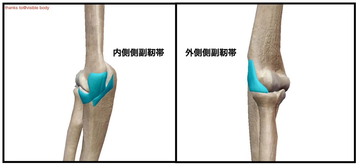 Must-See for Trainers: Scapular Knowledge and Practical Treatment ...