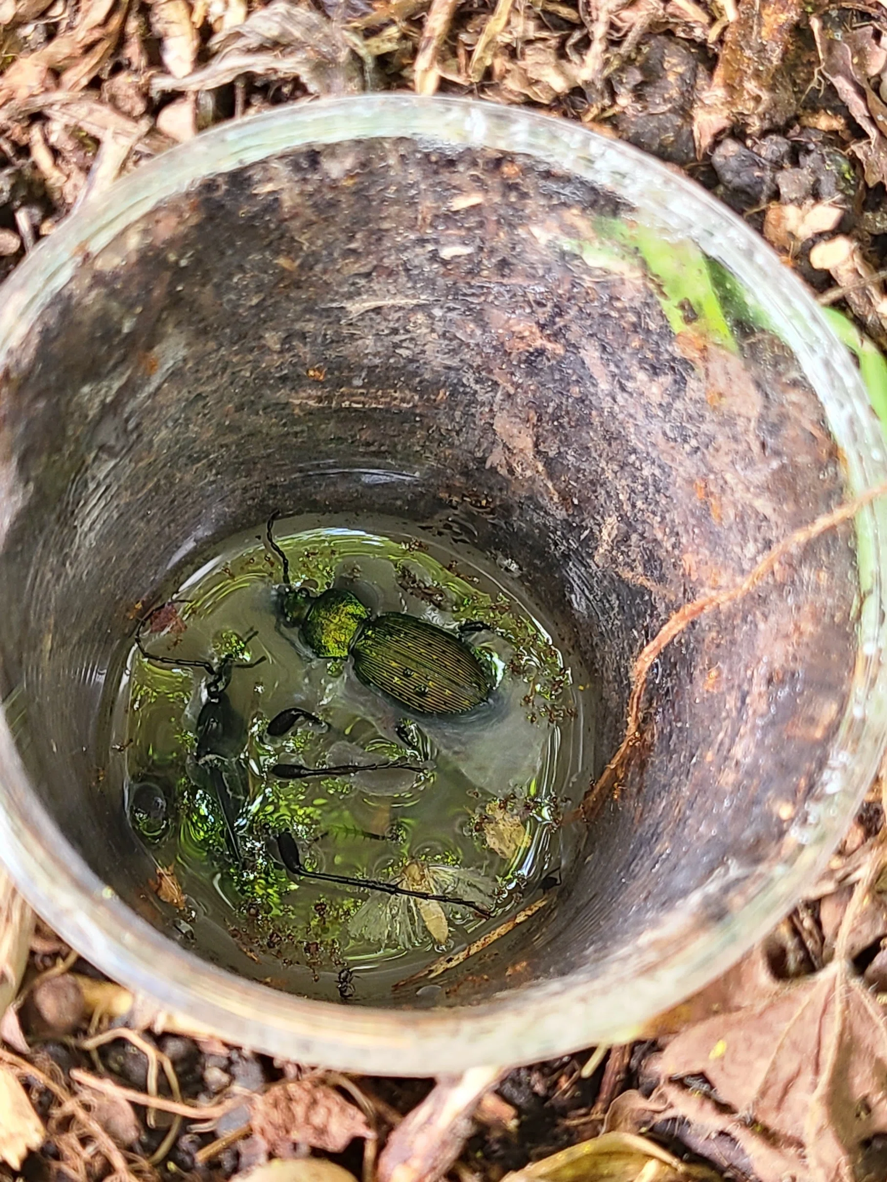 オクトネアオオサムシ採集｜虫田