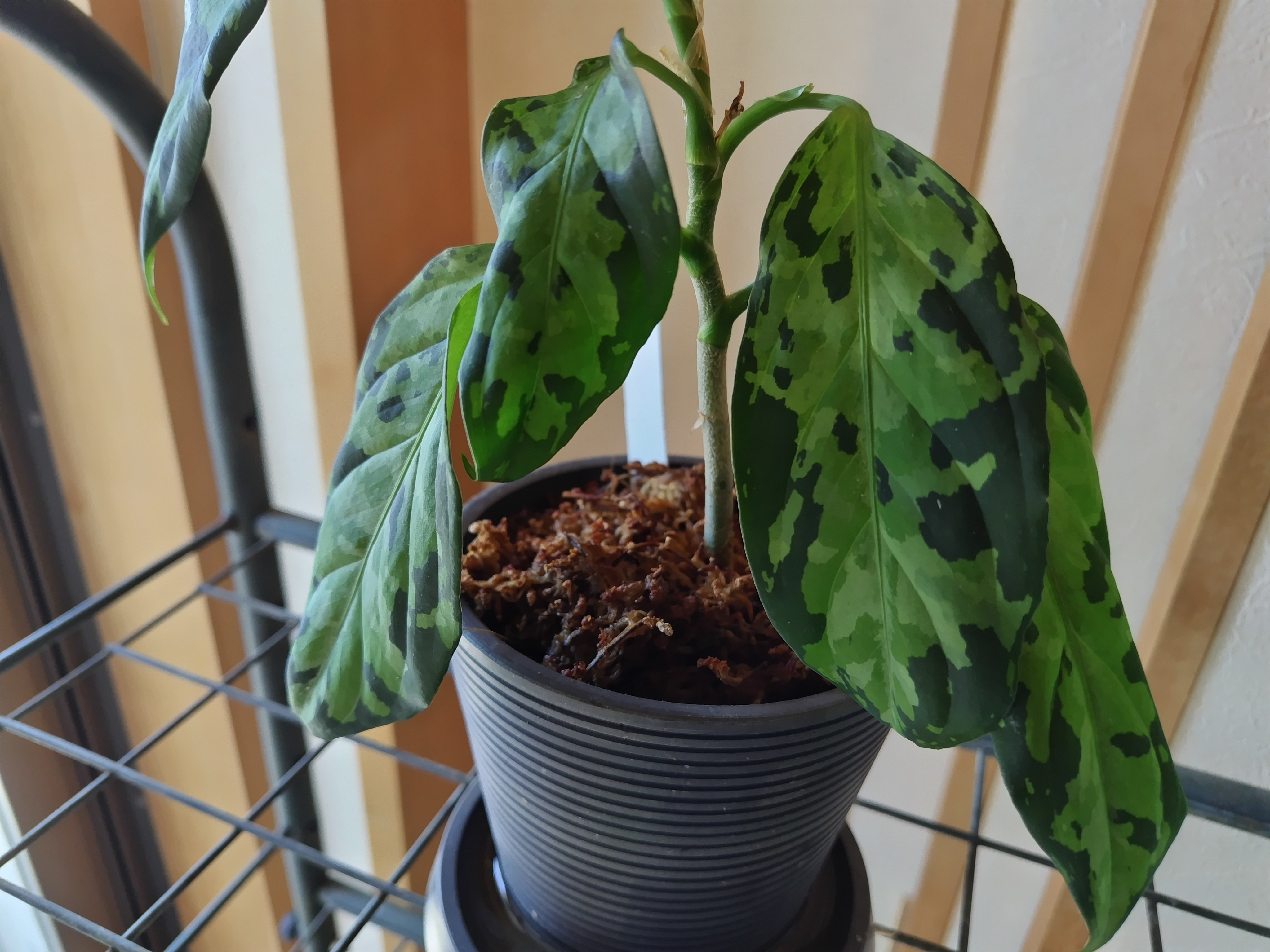 アグラオネマピクタム ホマロメナ