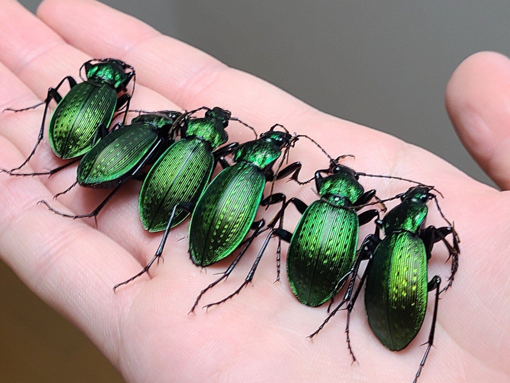 オクトネアオオサムシ採集｜虫田