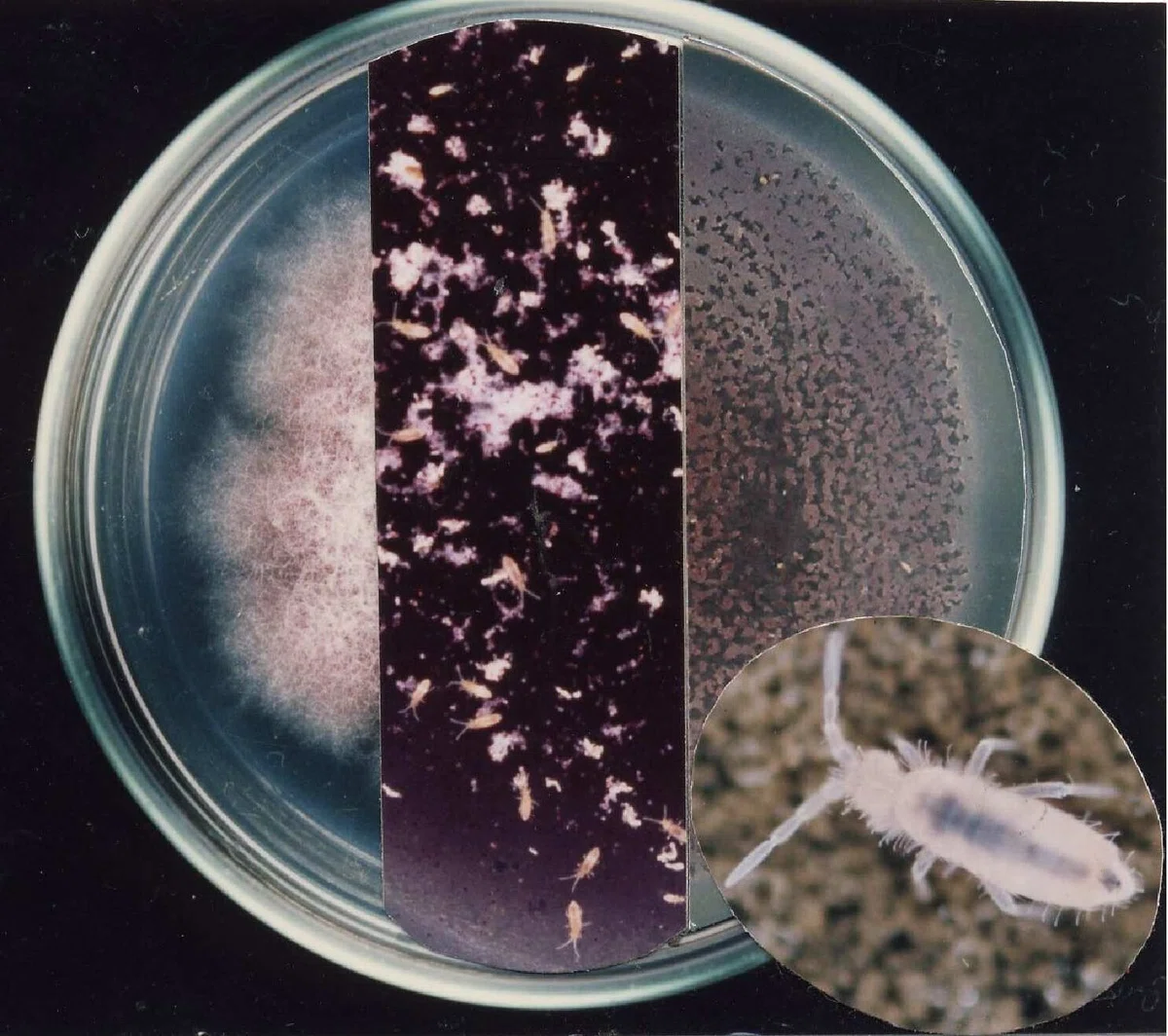 Recreating Symbiotic Relationships in Fields: Using the Relationship ...
