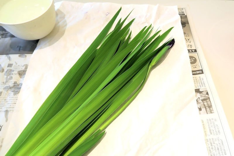 杜若 燕子花 カキツバタ｜秋峰